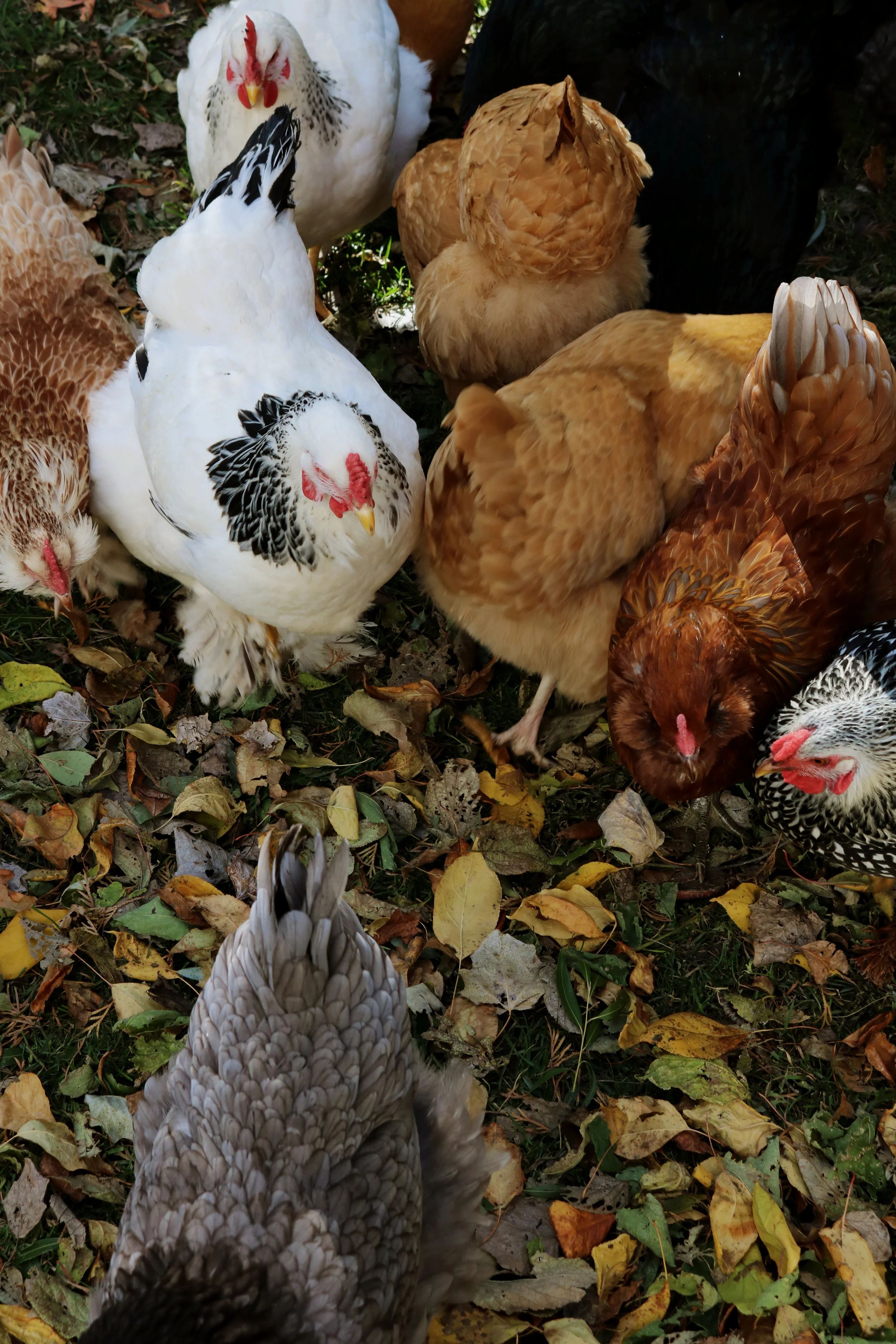 What You Can Do For Your Chickens This Winter Under A Tin Roof