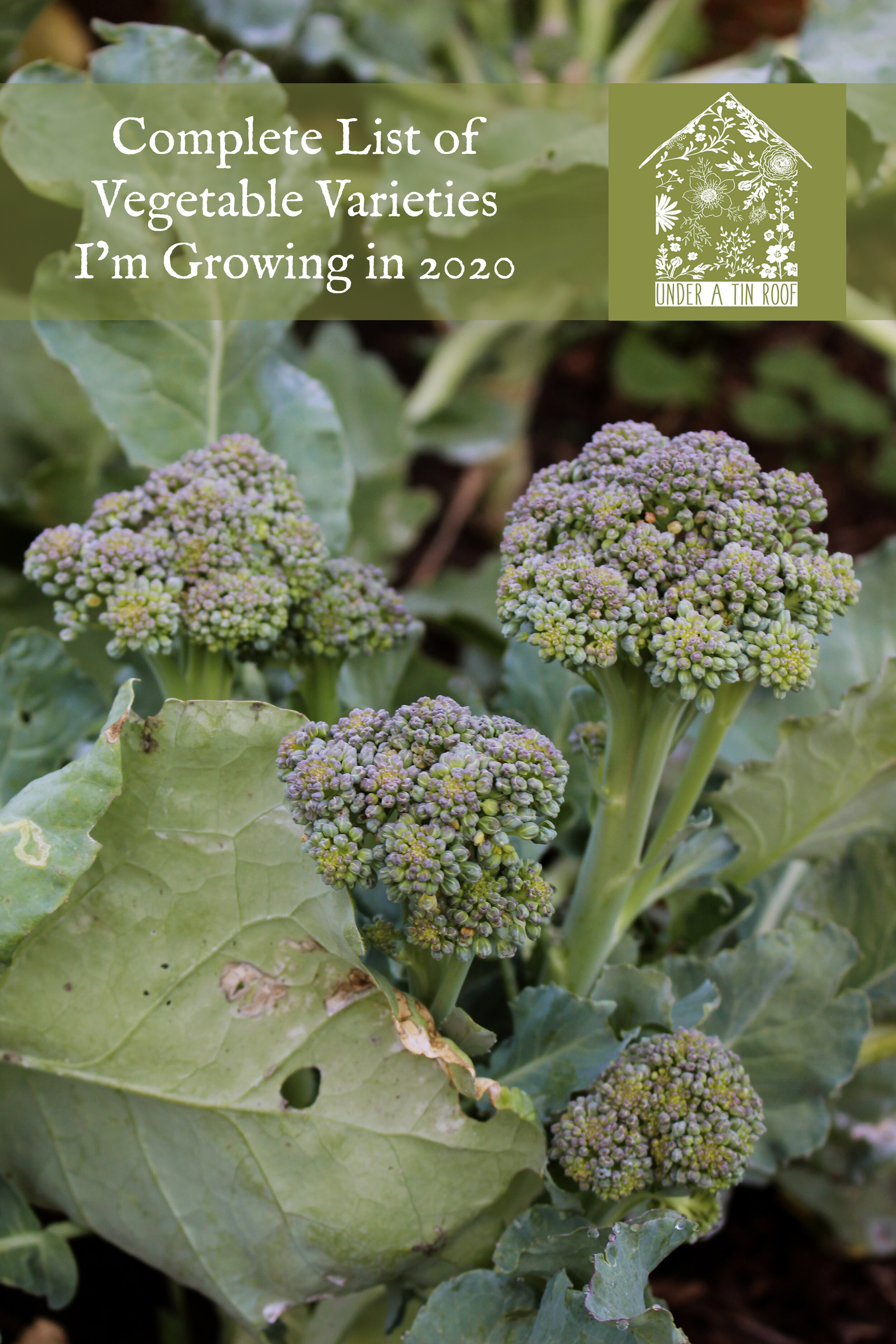 Vegetable Varieties List For 2022