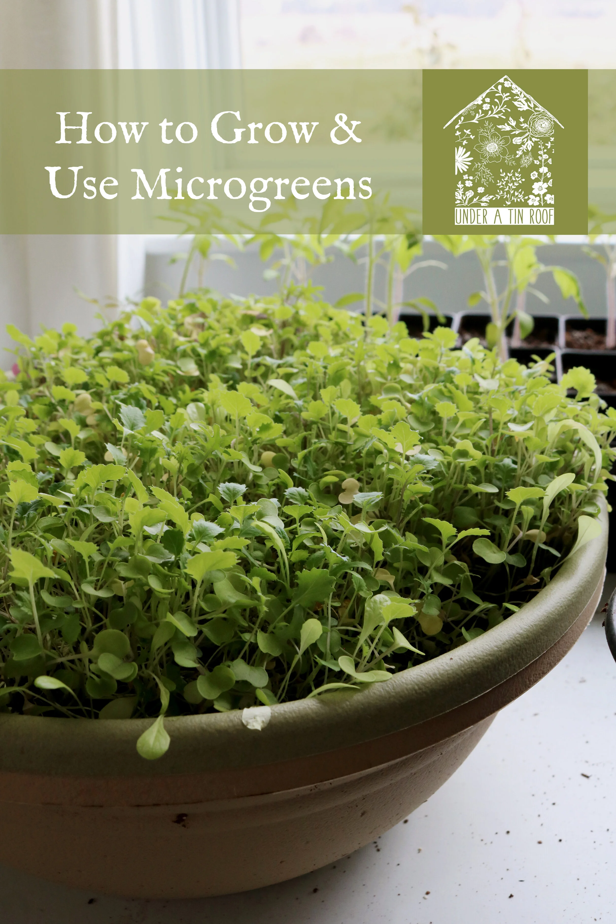 growing microgreens under lights