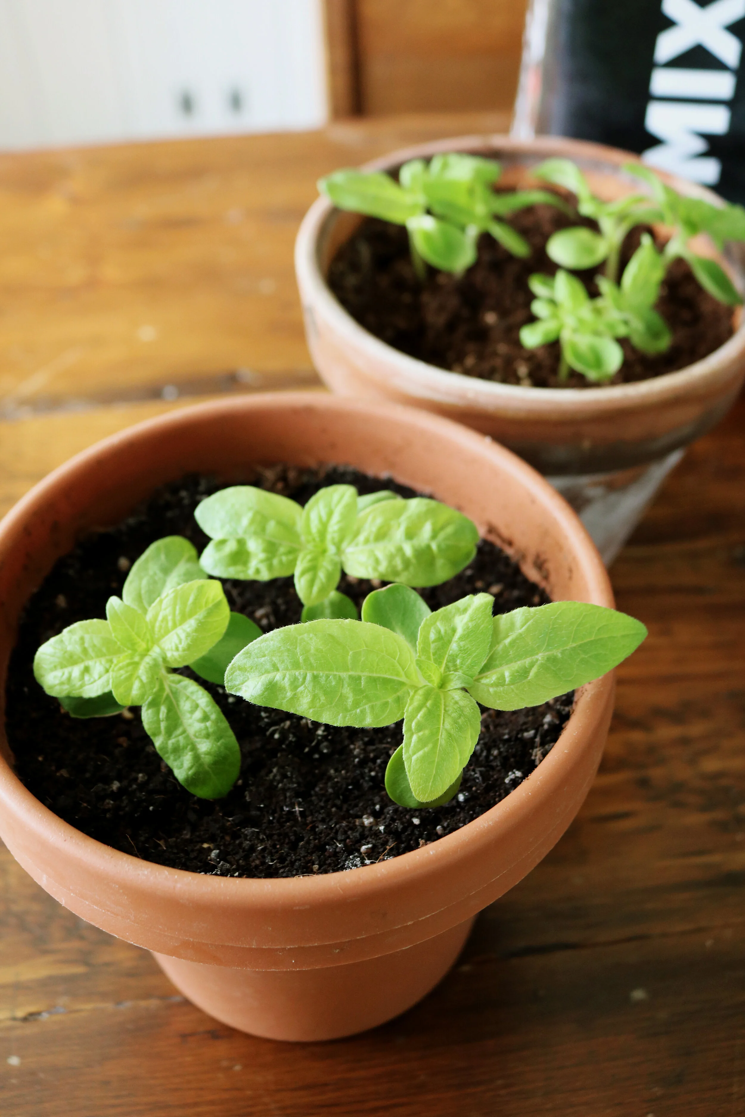 Growing Dwarf Sunflowers in Pots with PROMIX — Under A
