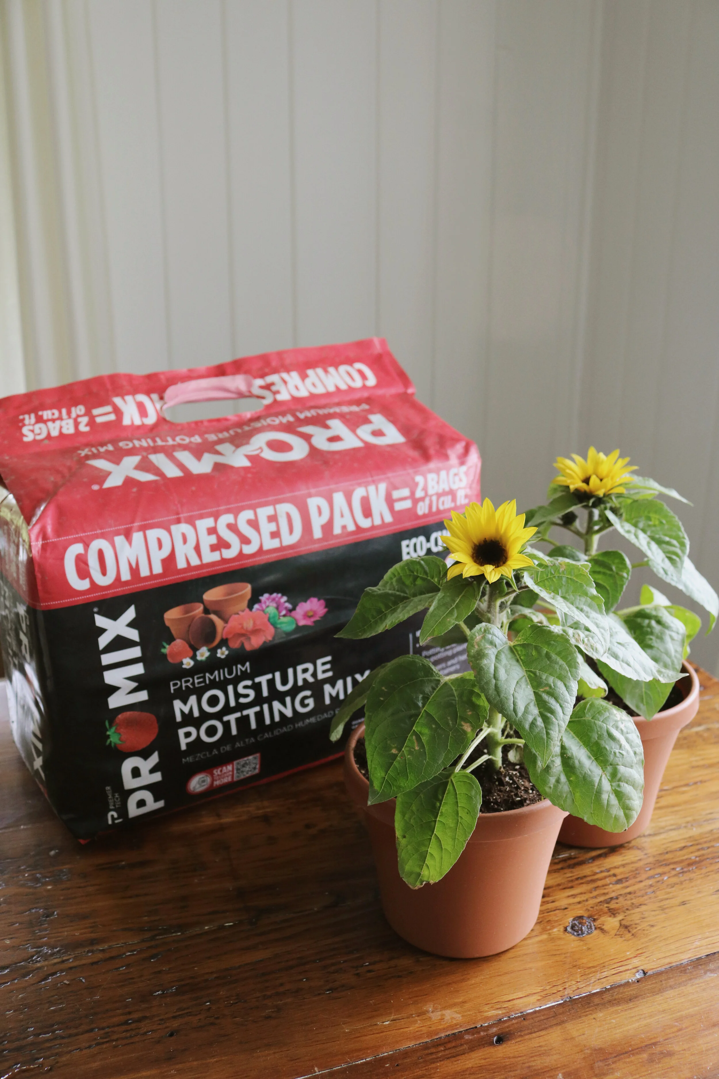 Growing Dwarf Sunflowers In Pots With Pro Mix Under A Tin Roof