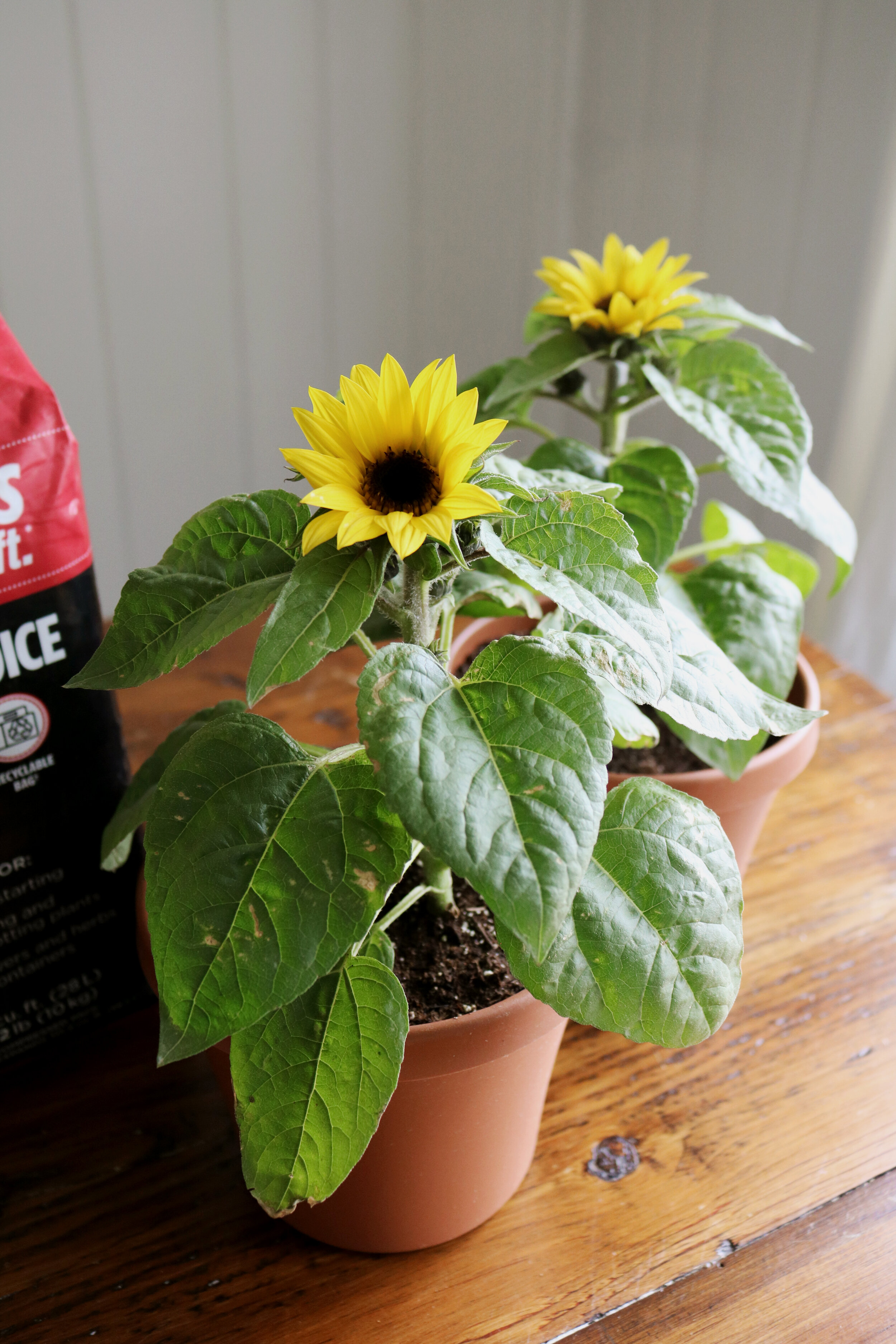 Growing Dwarf Sunflowers in Pots with PRO MIX — Under A Tin Roof™