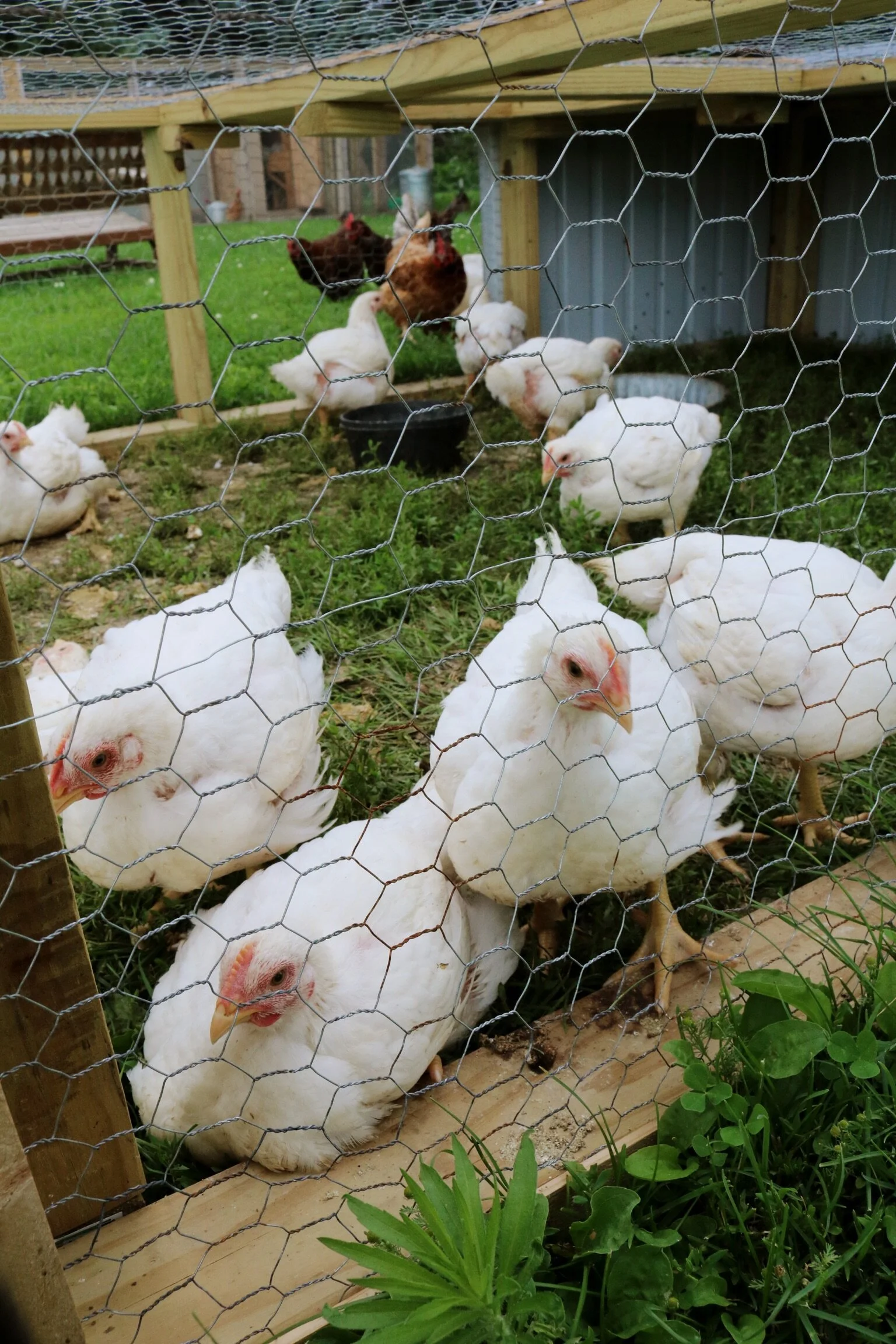 Butchering Meat Chickens Under A Tin Roof It may be a chicken, and it may be a head of lettuce or an oak somewhere in the forest, but things die so you can live. in this article i explain why you'll want to butcher your own chickens and how to do it. butchering meat chickens under a tin