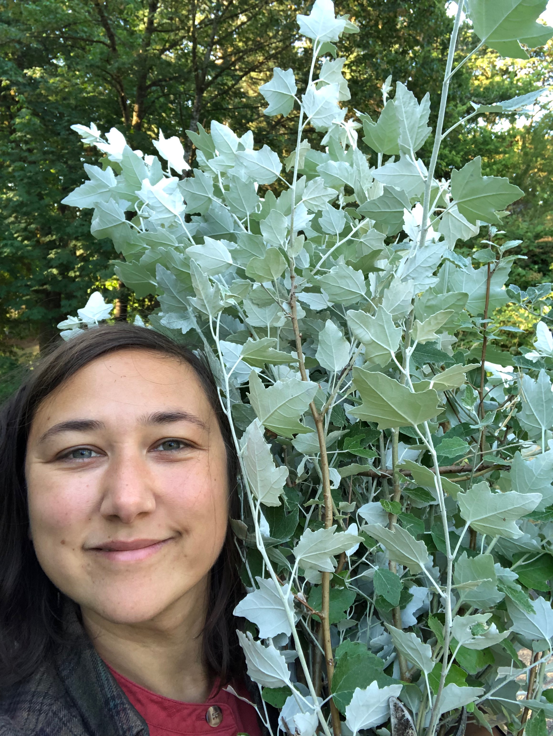 Here, I bring in white poplar foliage from the yard. I love a “yard haul” best!