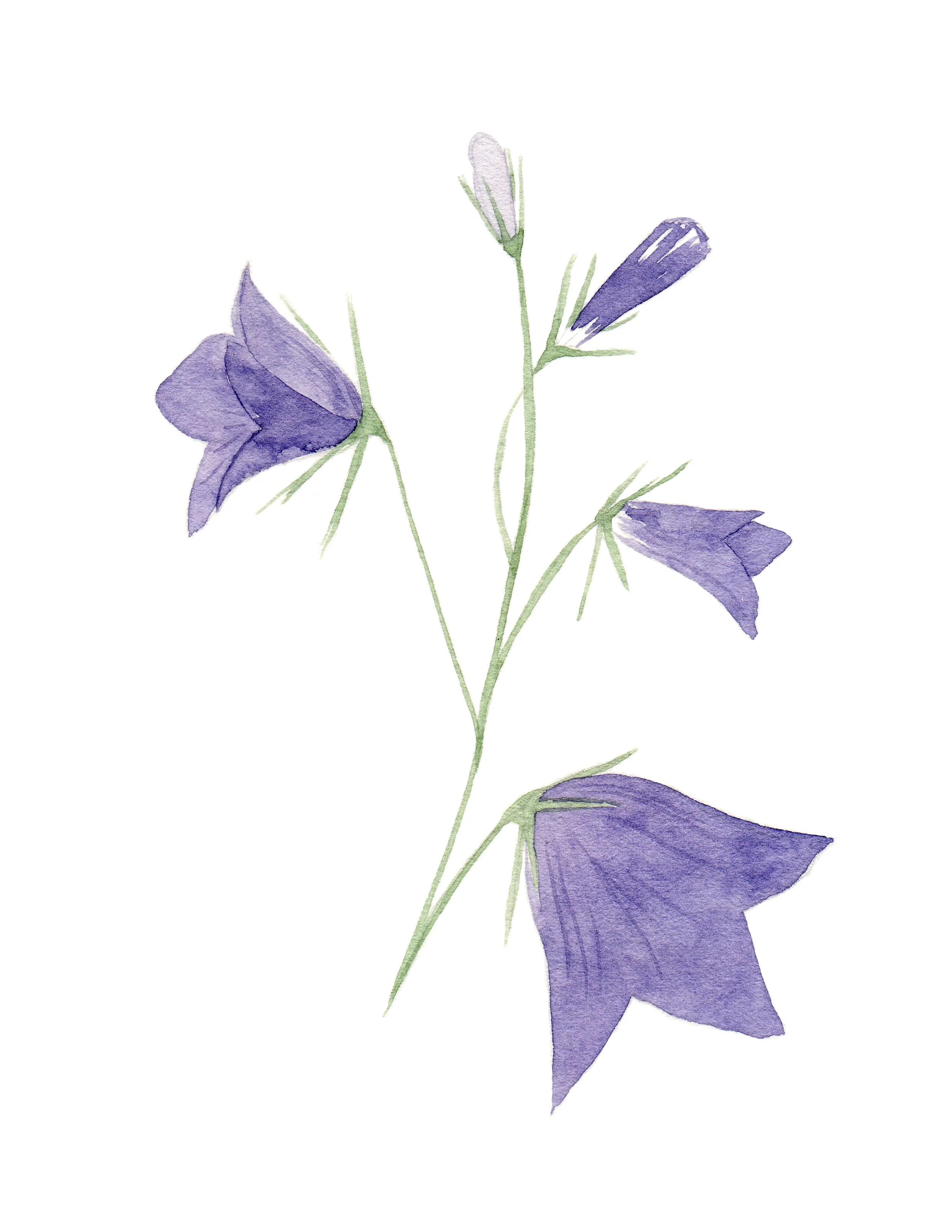 harebell.jpg