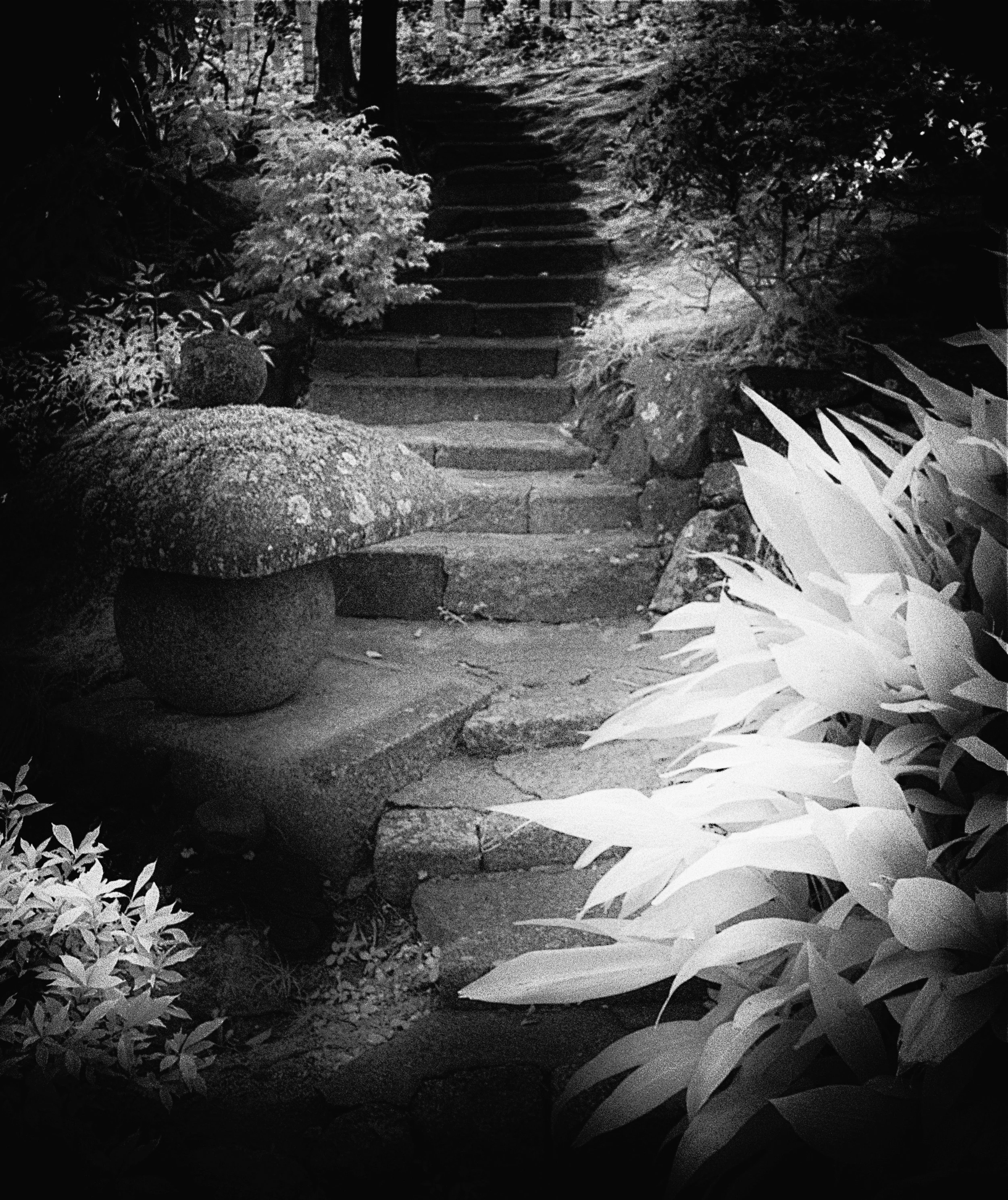 Garden Path - Mount Koya, Japan