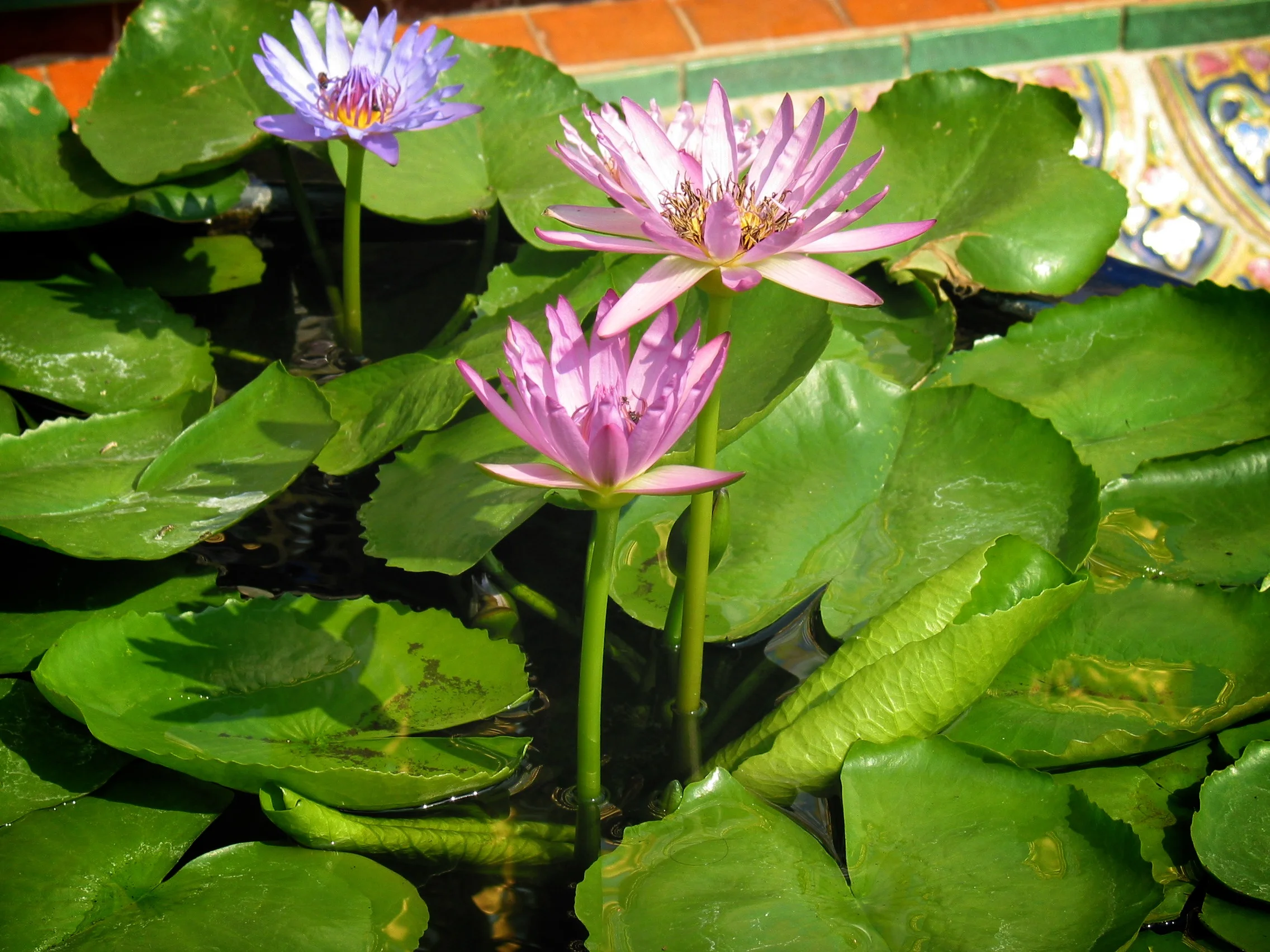 Water Lillies - Bangkok, Thailand