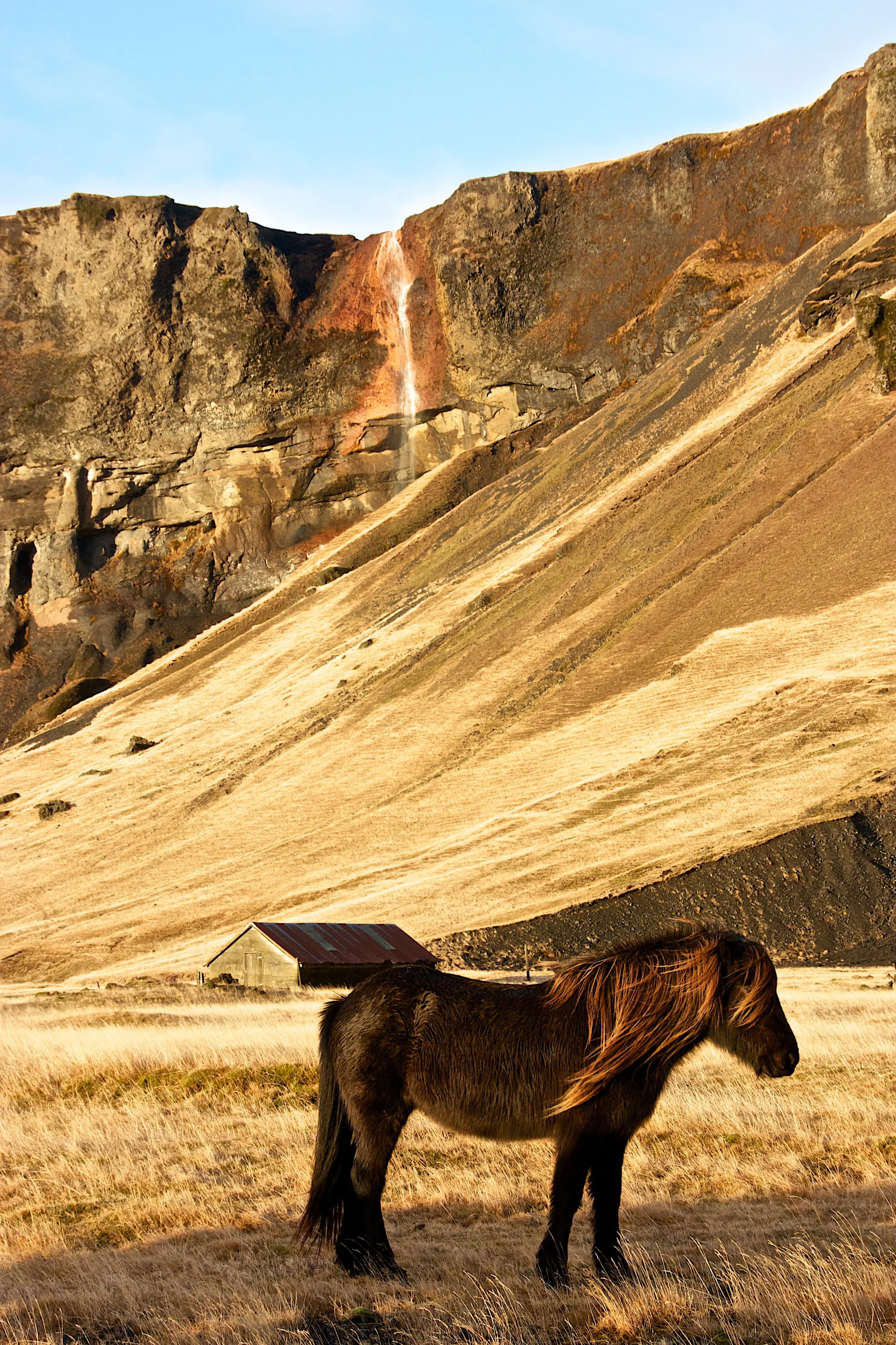 Icelandic Horse - Iceland