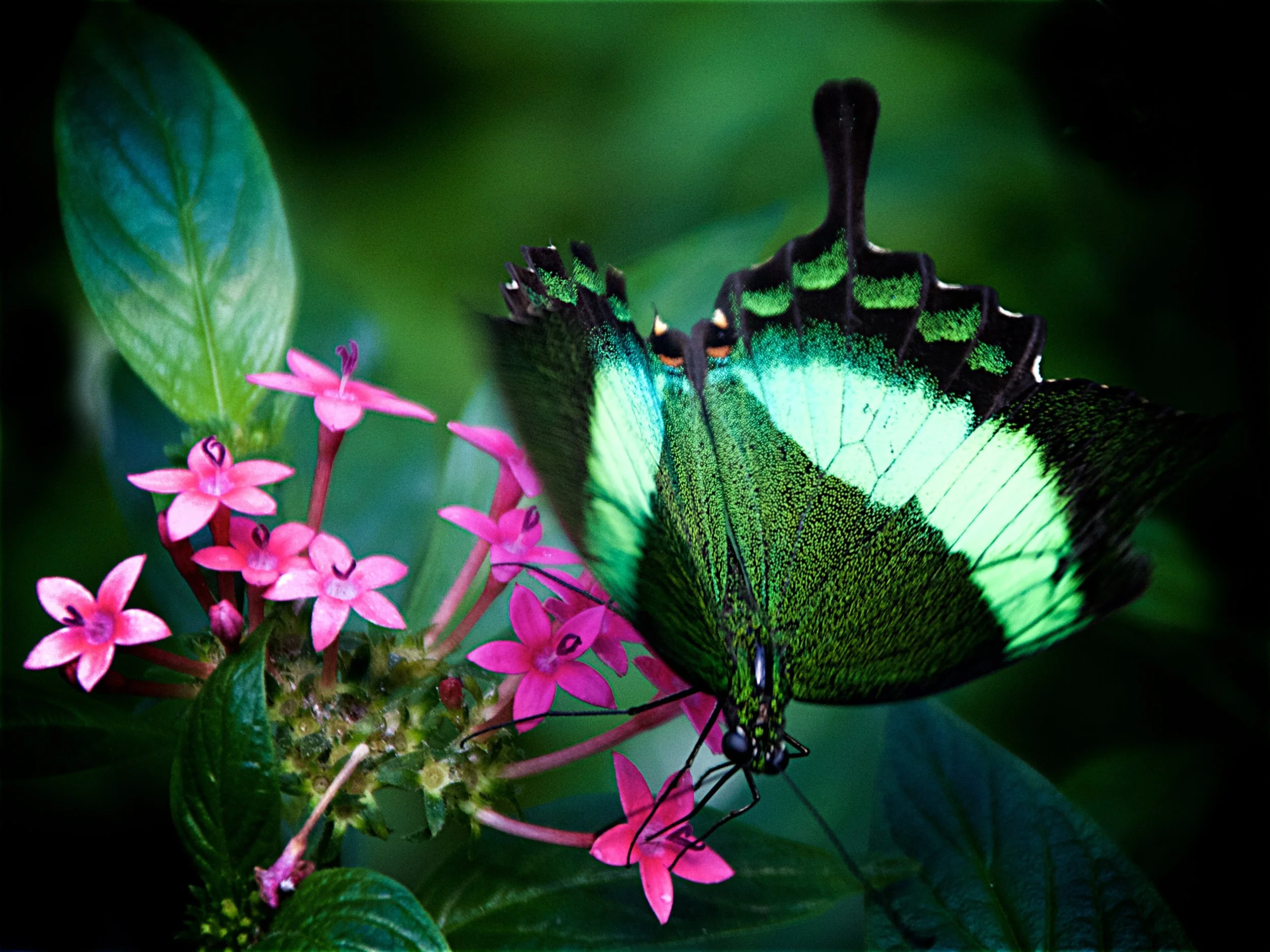 Butterfly in Green - Acton, MA