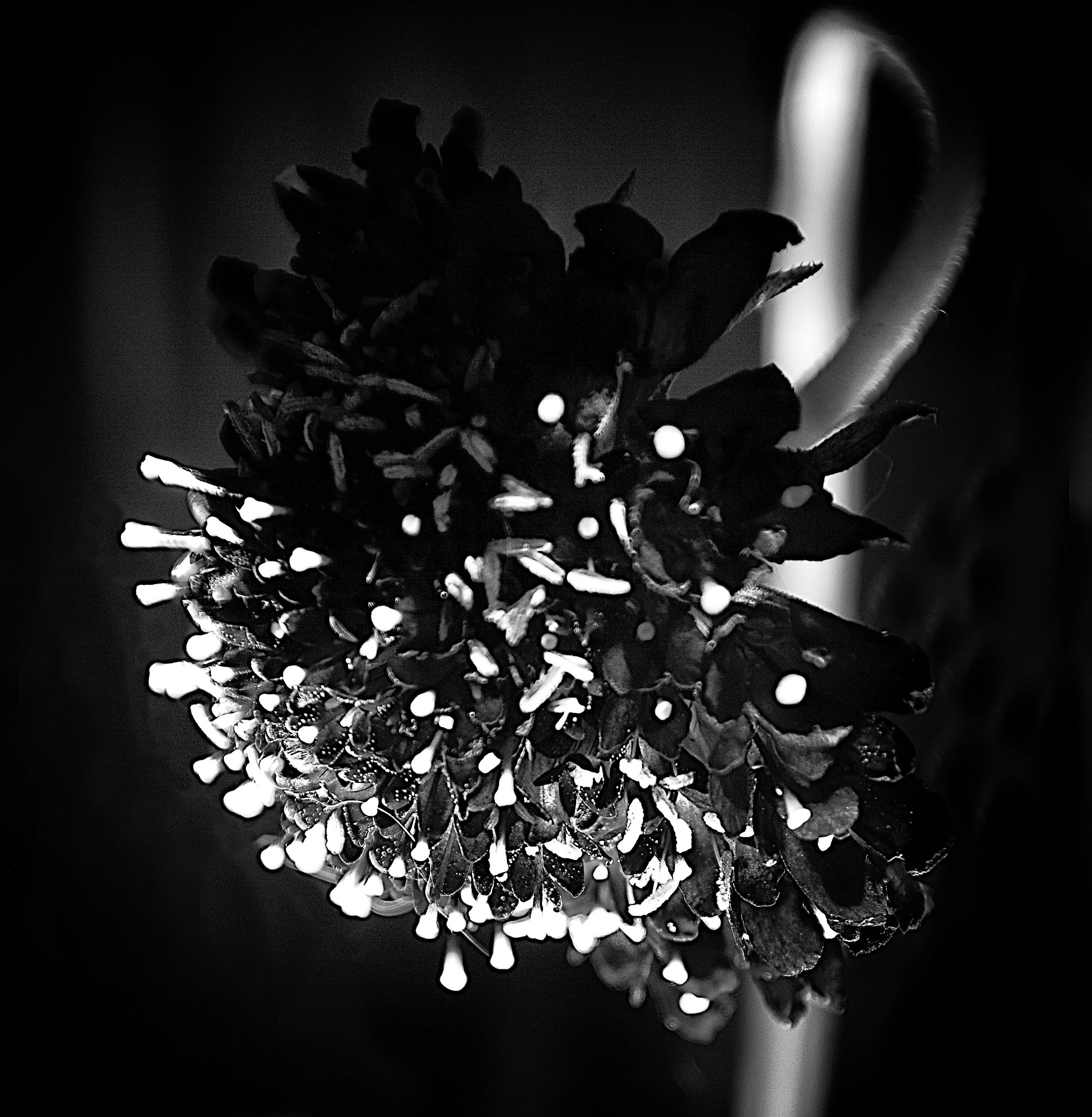 Flower in Black and White - Holden, MA