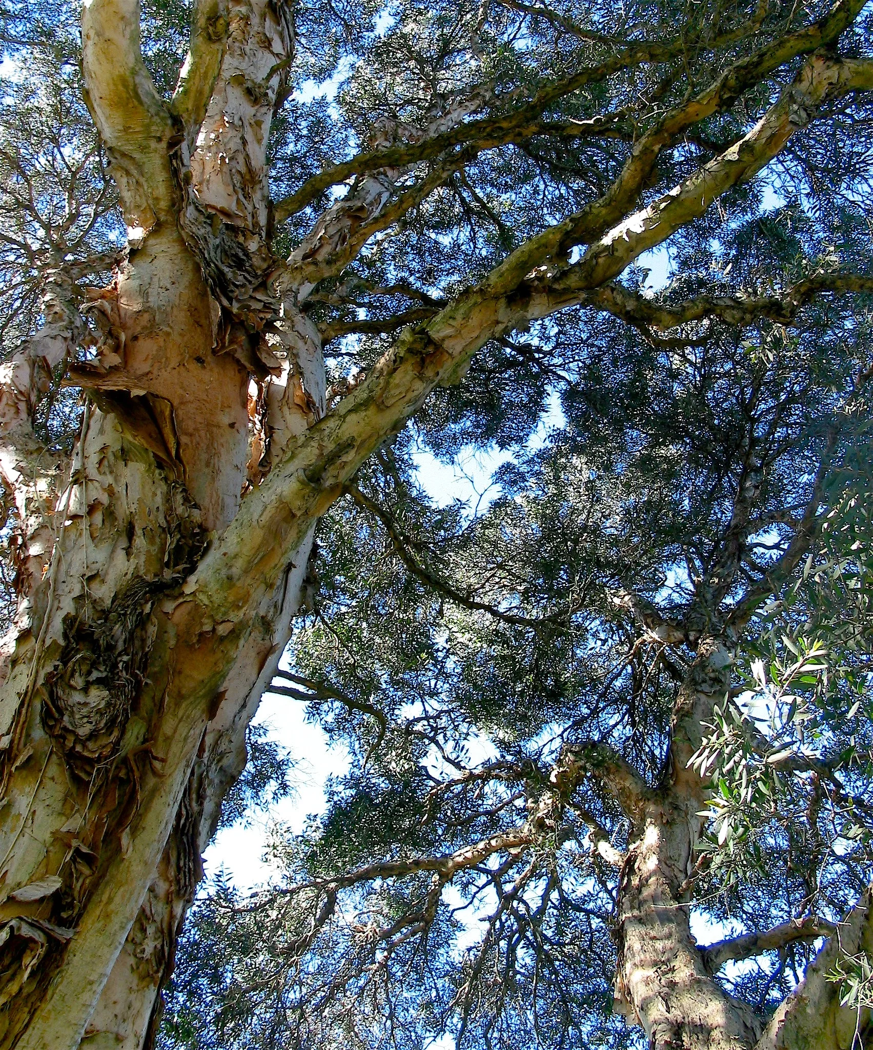 The Eucalyptus - Sydney, Australia