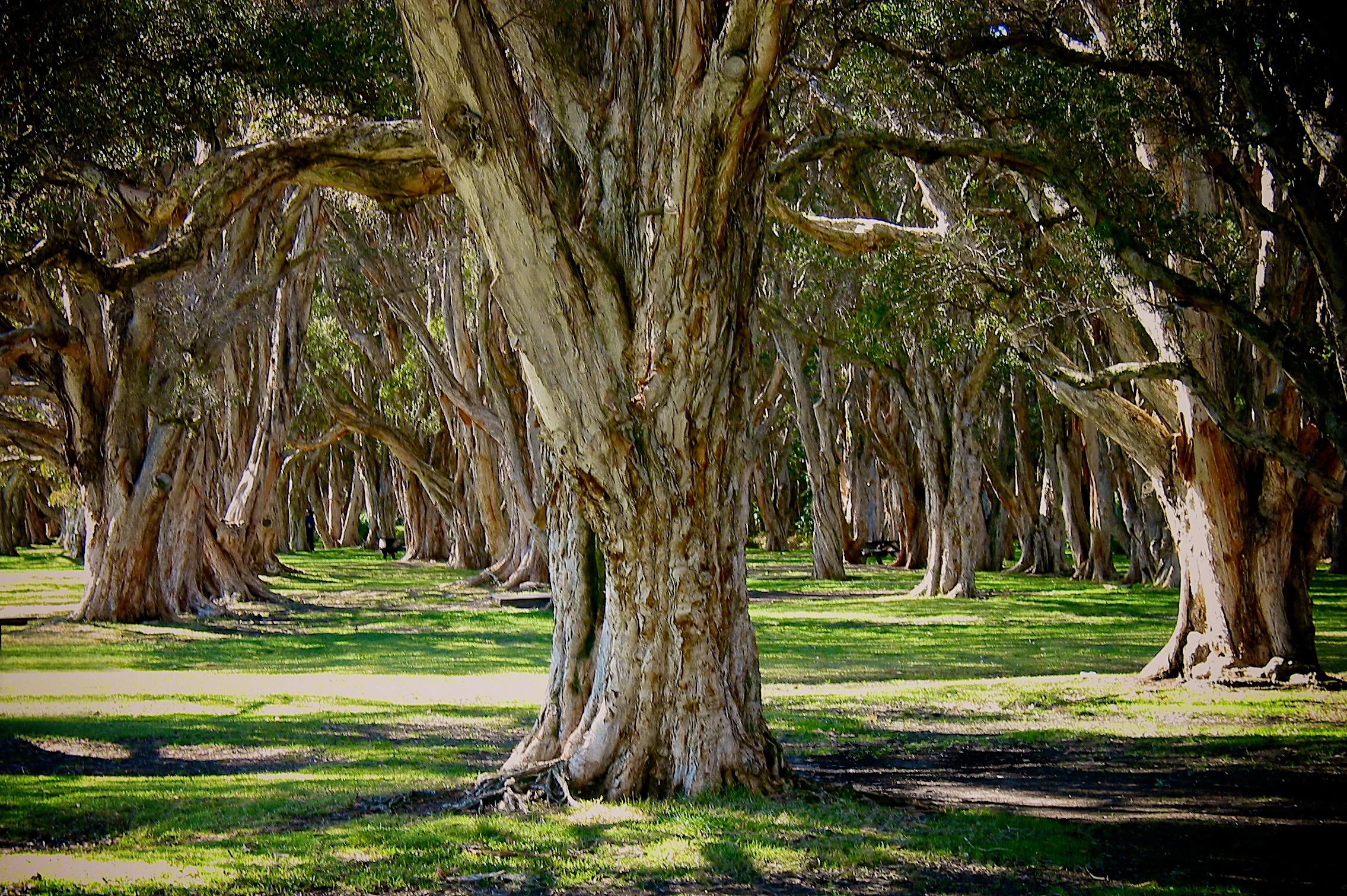 Centennial Trees - Sydney, Australia