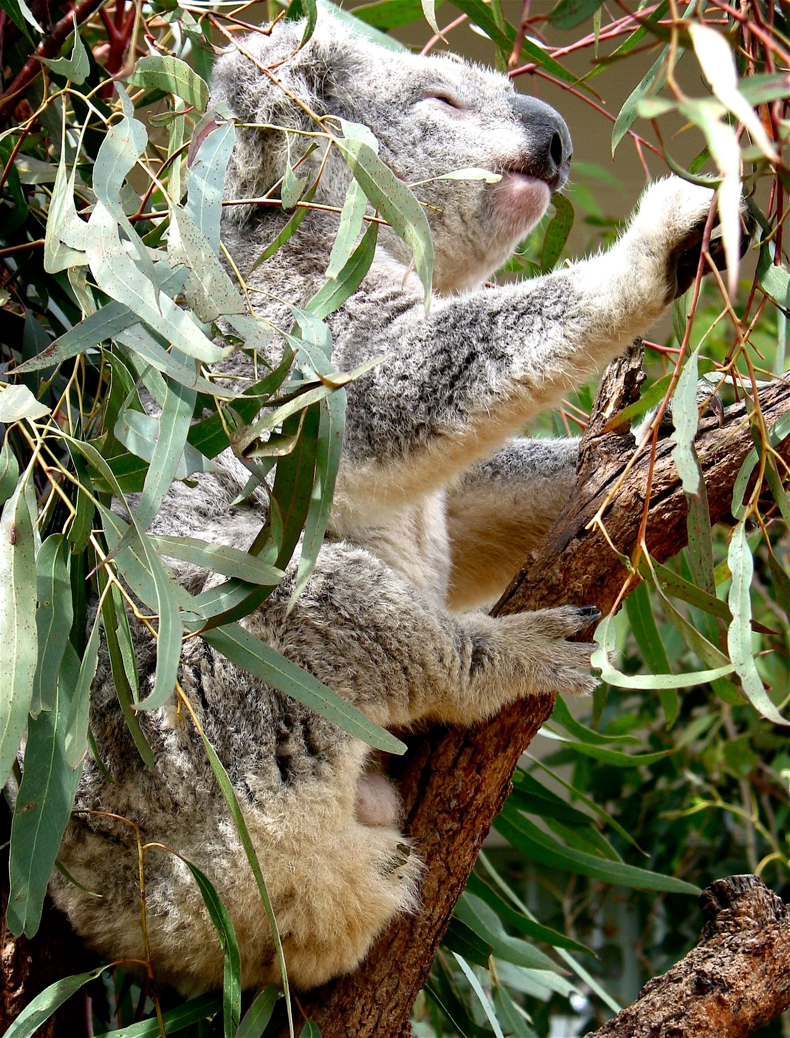 Koala Nap - Sydney, Australia
