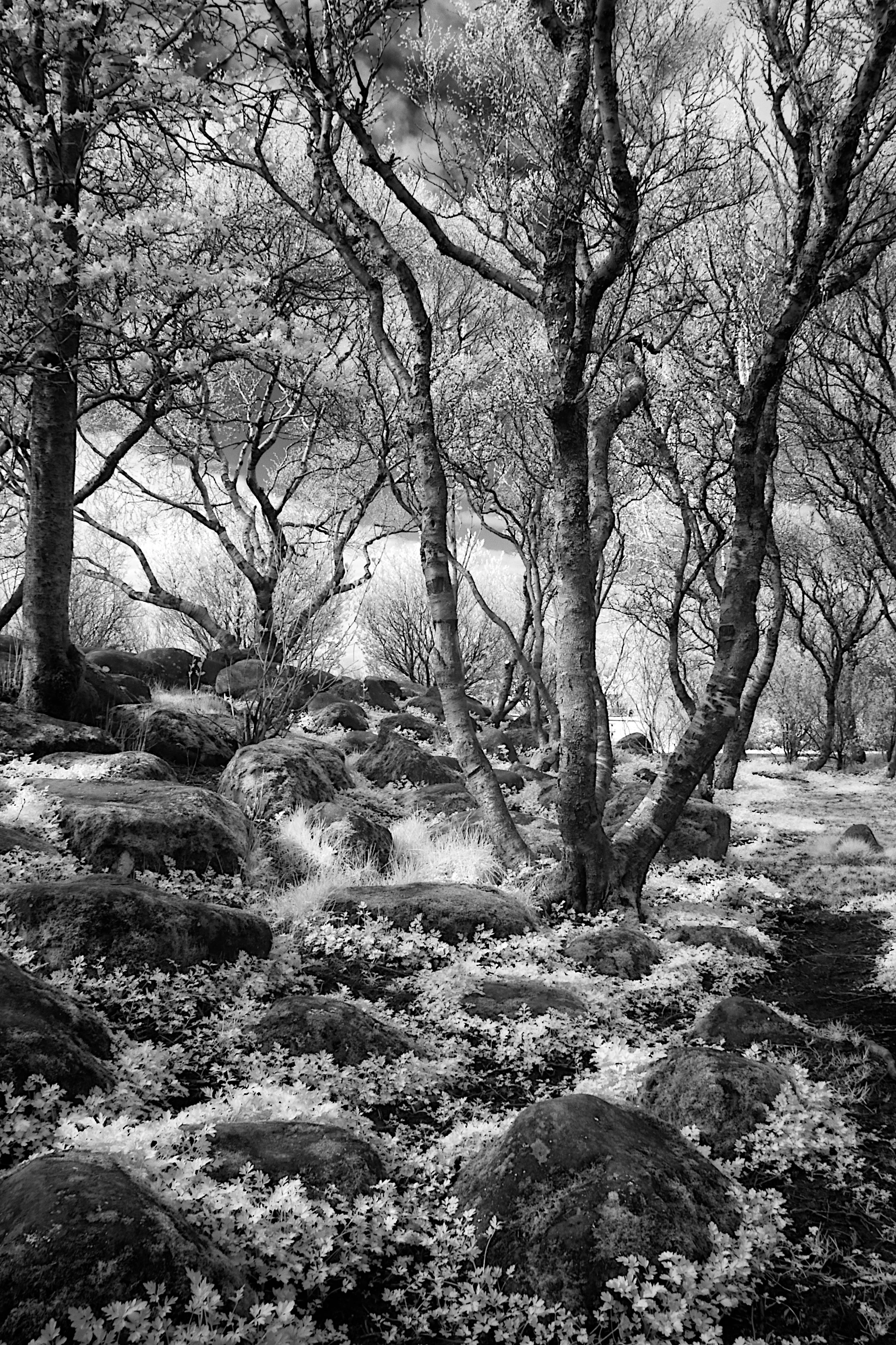 Fairy Forest - Reykjavik, Iceland