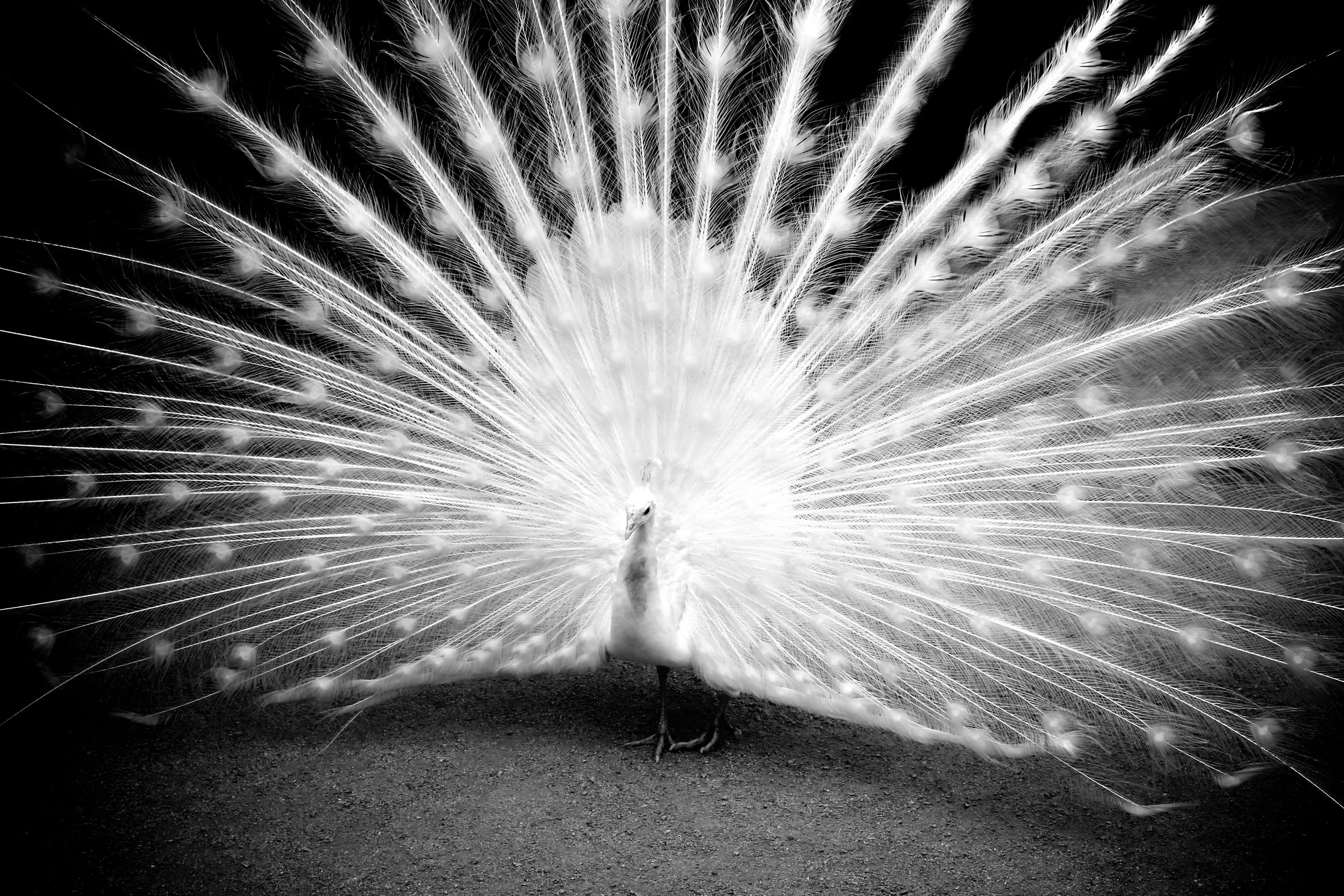 The White Peacock - Prague, Czech Republic