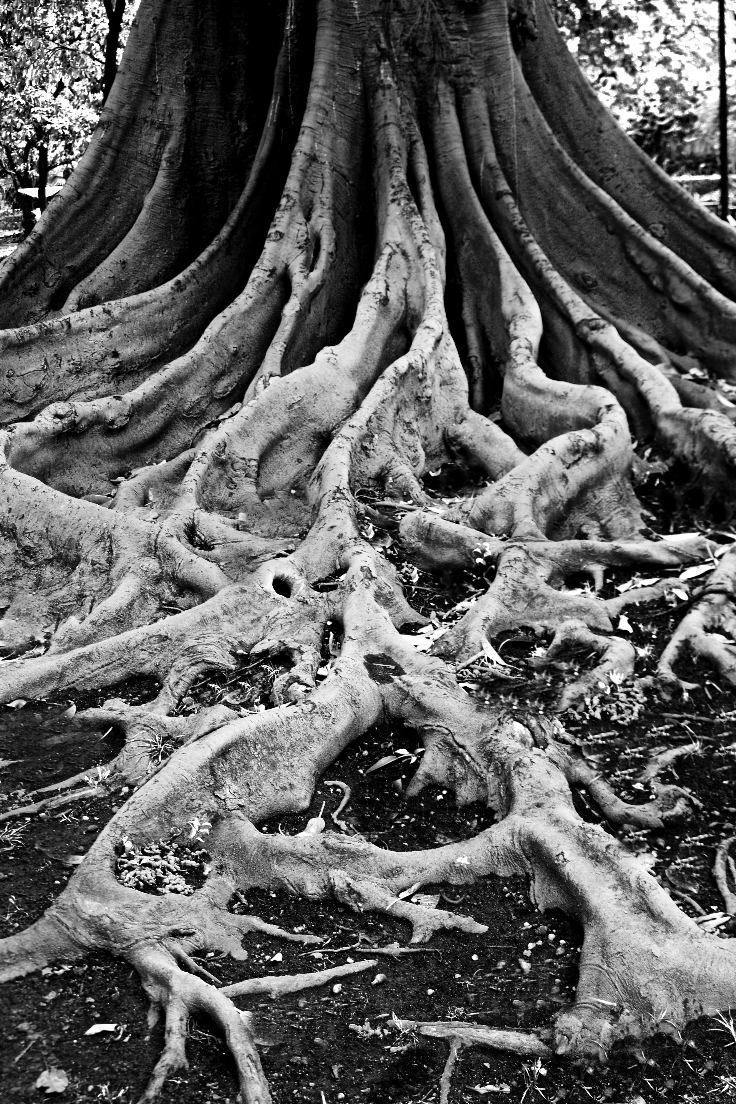 Roots of the Fig Tree - Sevilla, Spain
