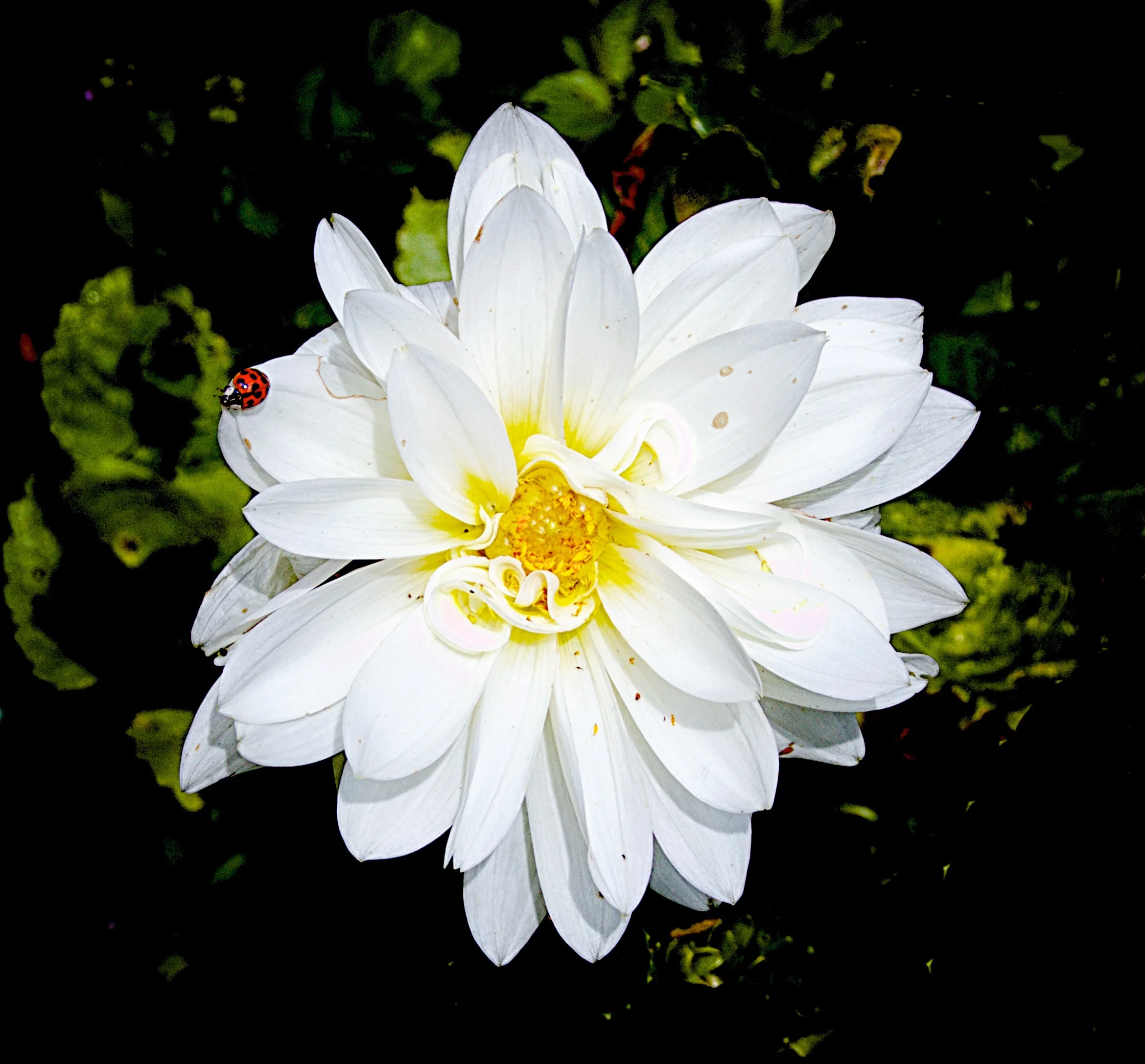 Red and White - Bannerman Island, NY