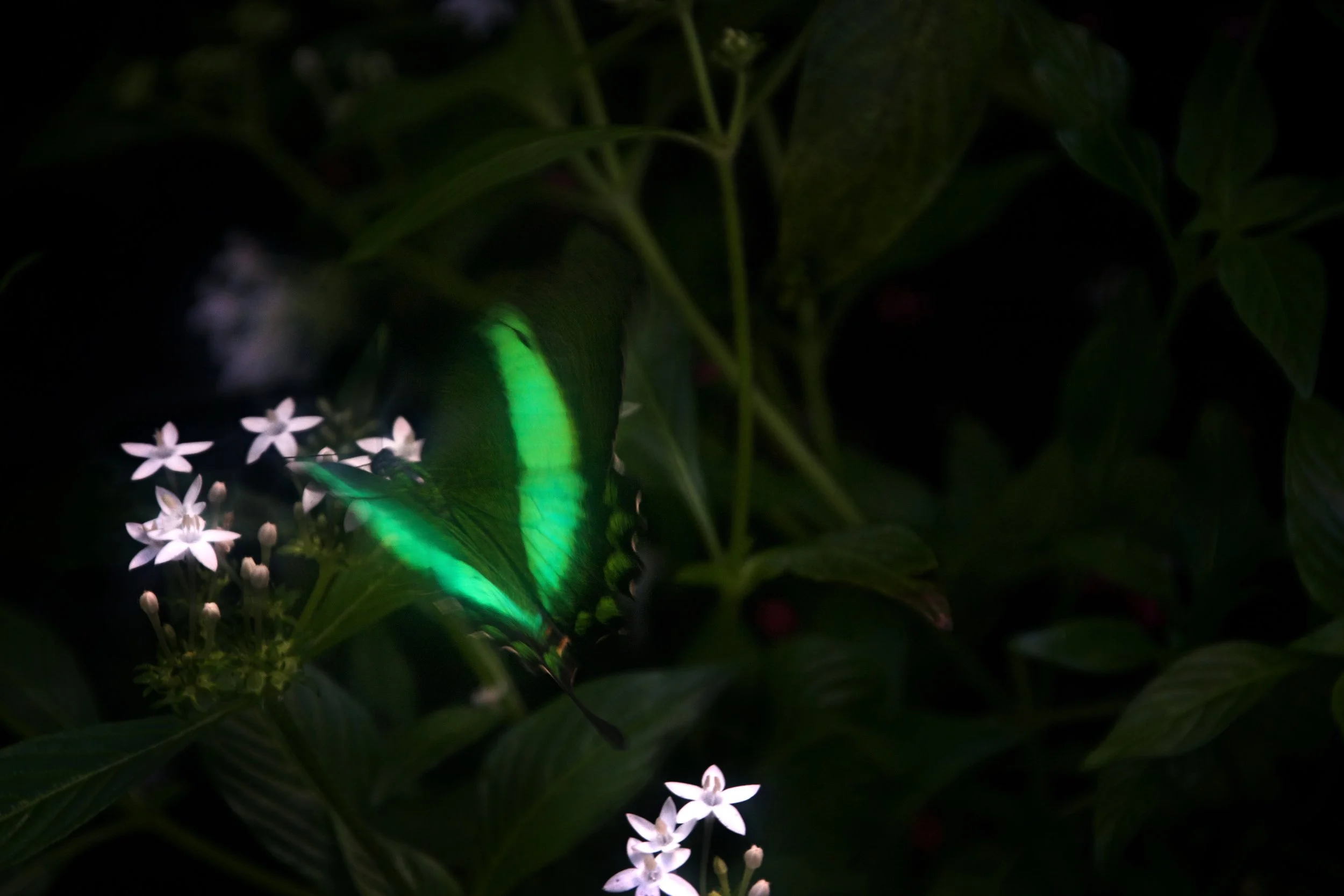 Night Flight - Acton, MA
