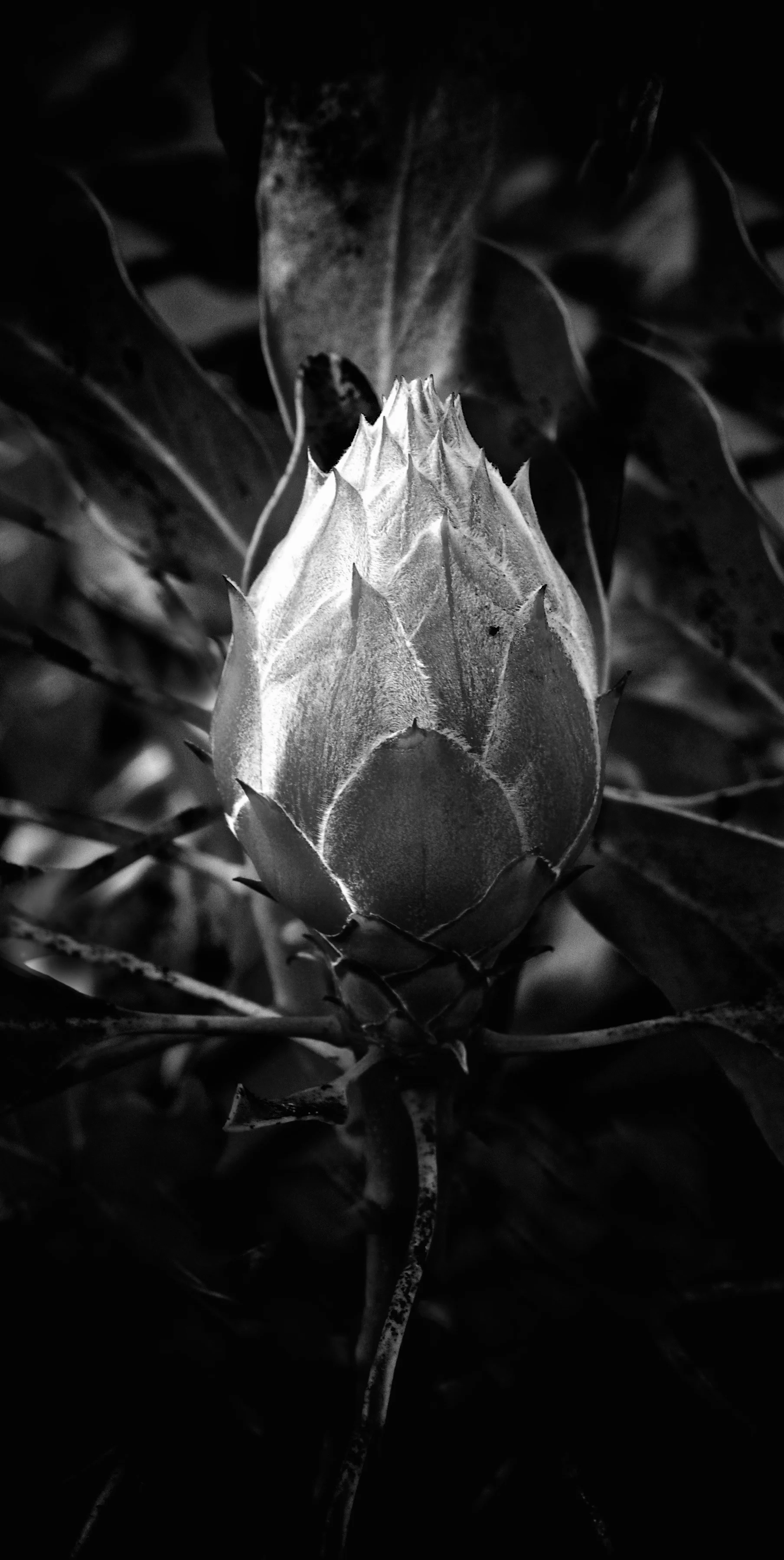 Bud in Black and White - Westport, Ireland