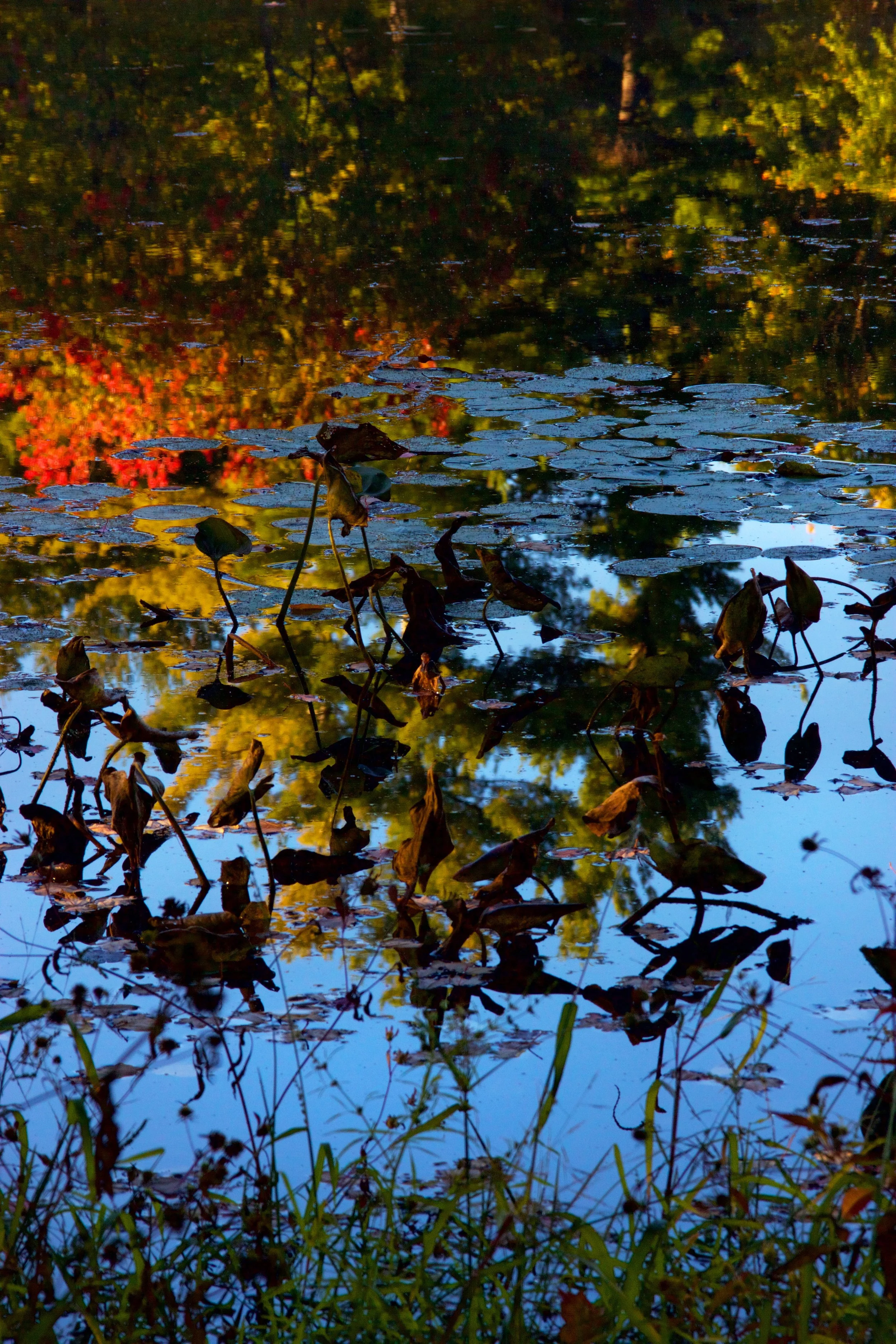 The Pond in Fall - Holden, MA