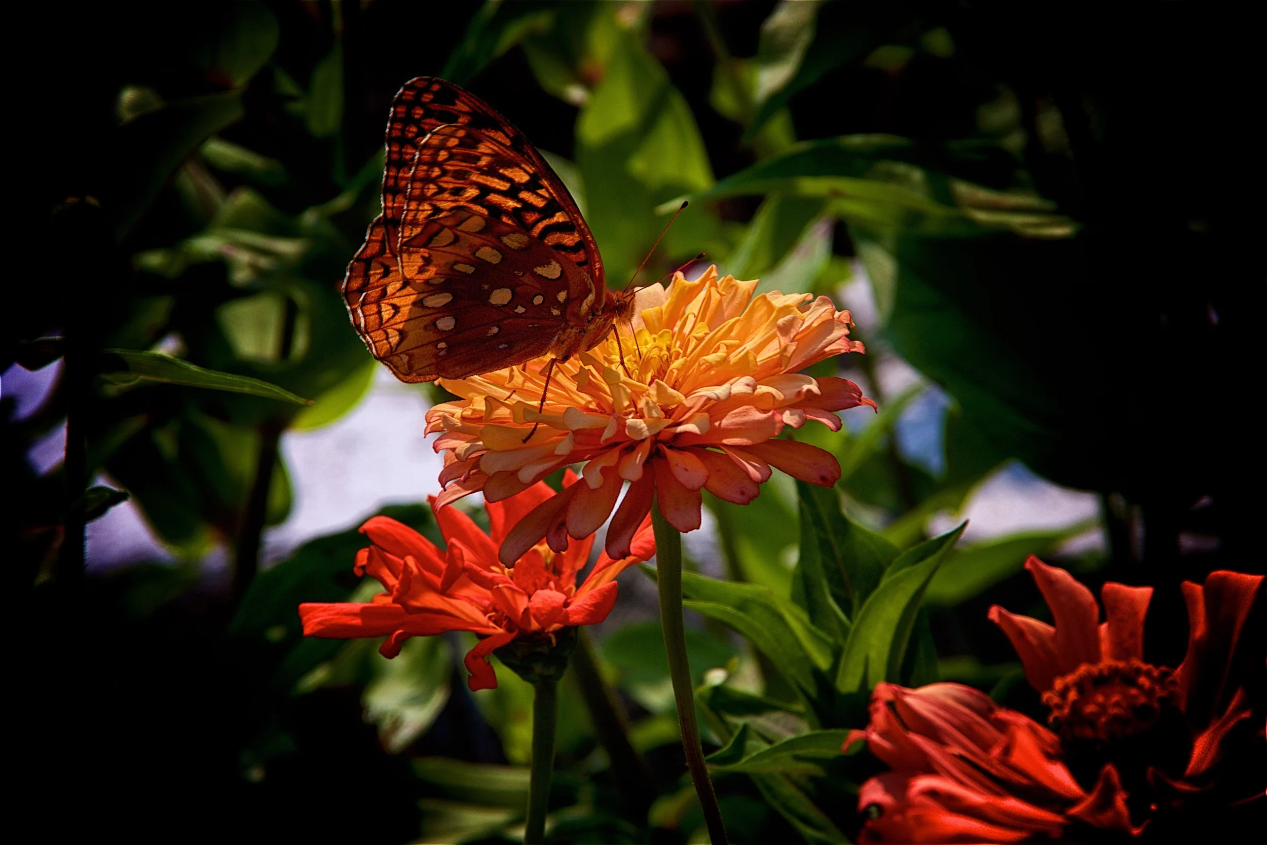Butterfly in Orange - Bannerman Island, NY