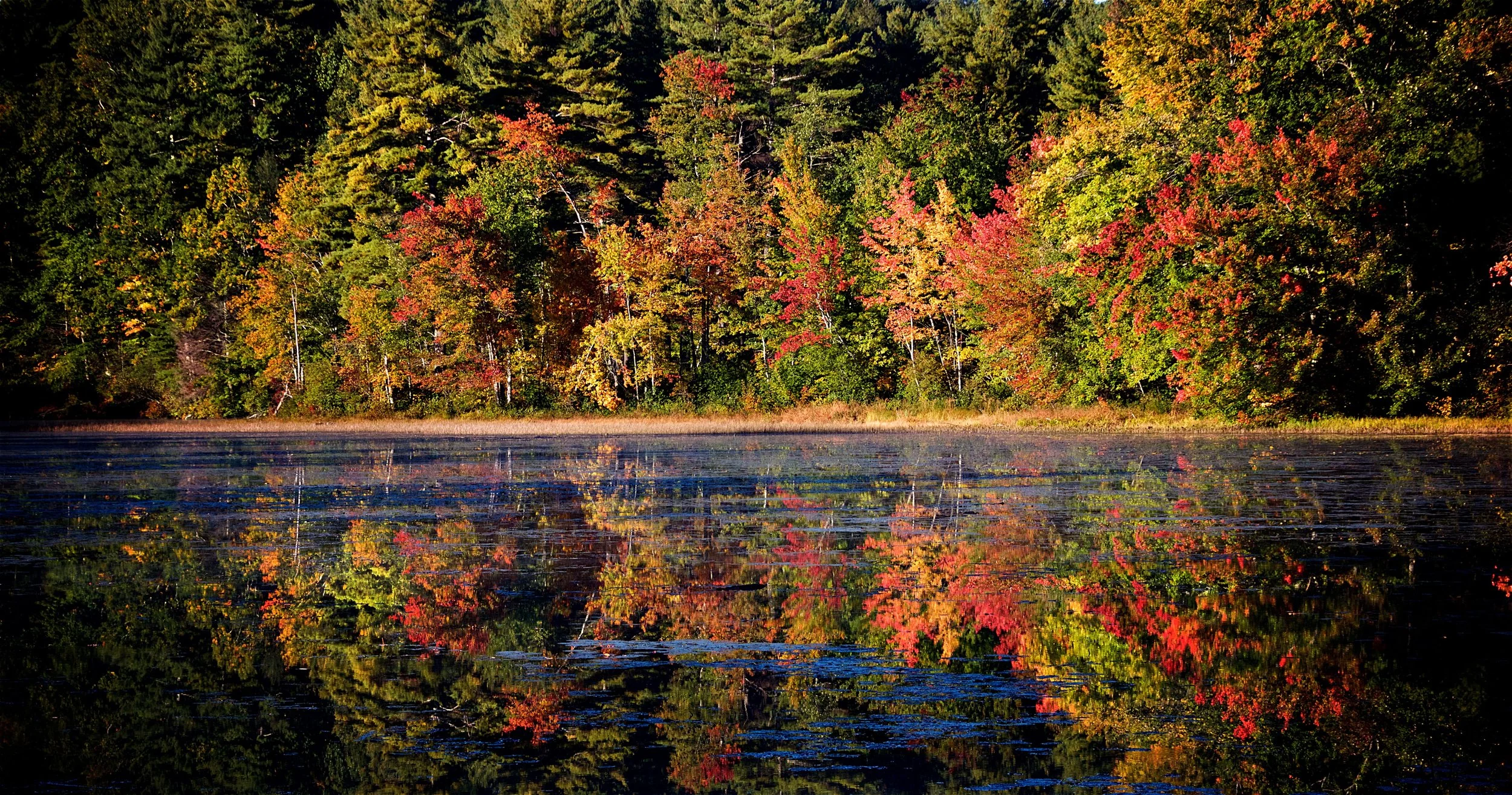 Fall at the Pond - Holden, MA
