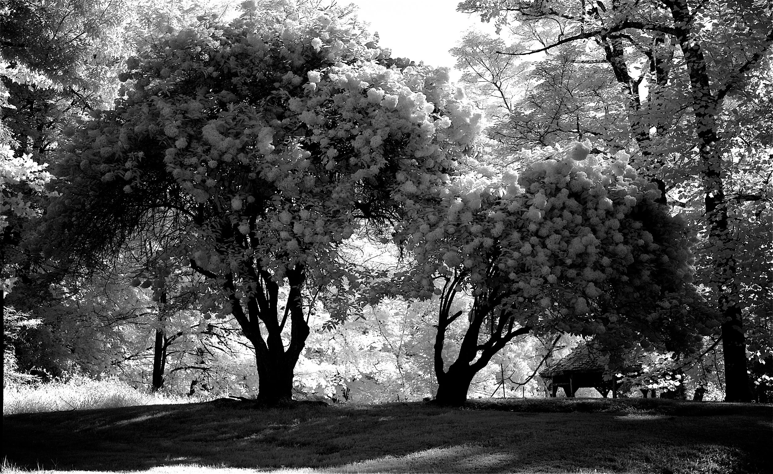 The Couple - Sleepy Hollow, NY