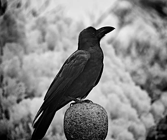 Cemetery Crow - Tokyo, Japan