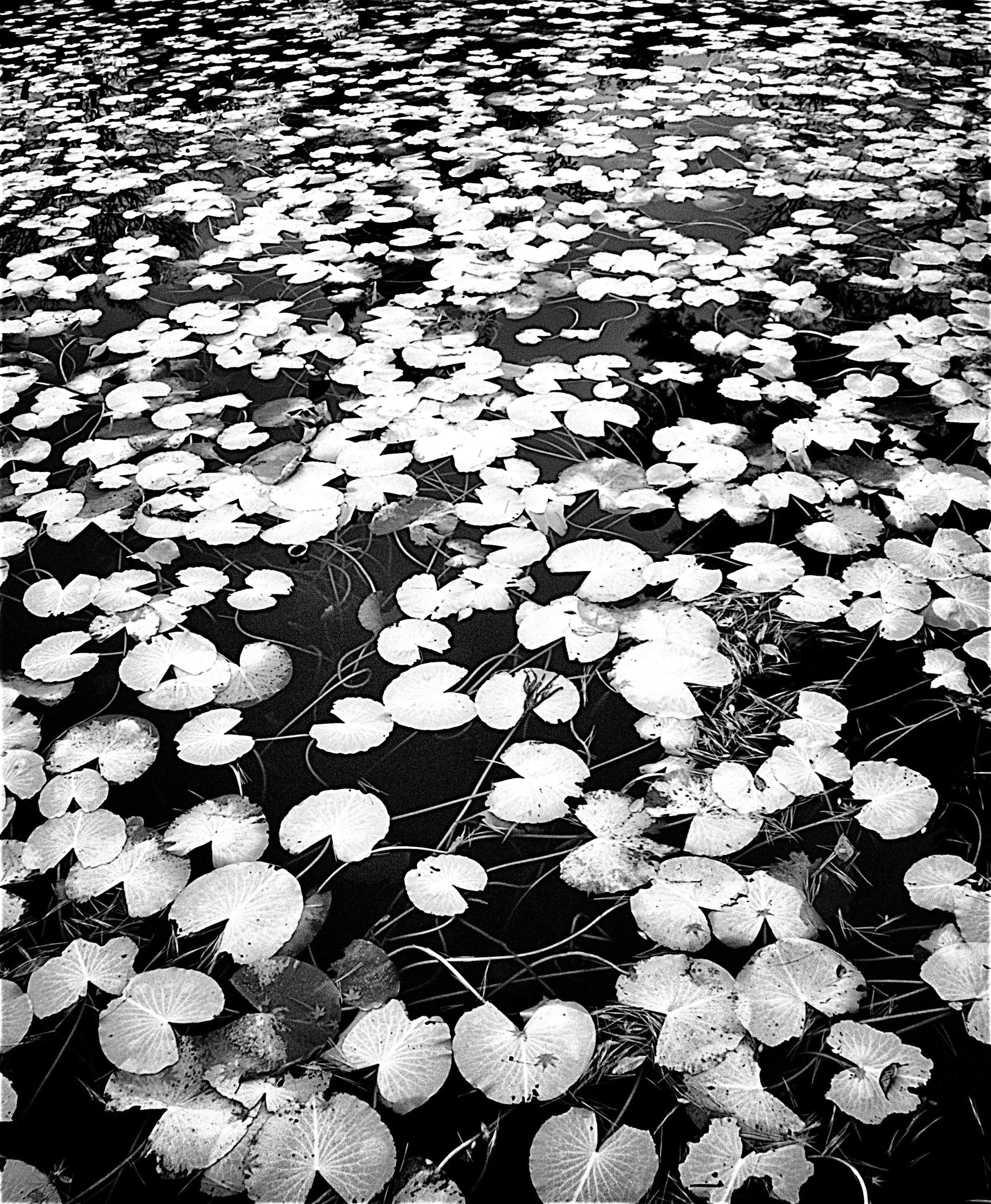 Water Lillies - Mount Koya, Japan
