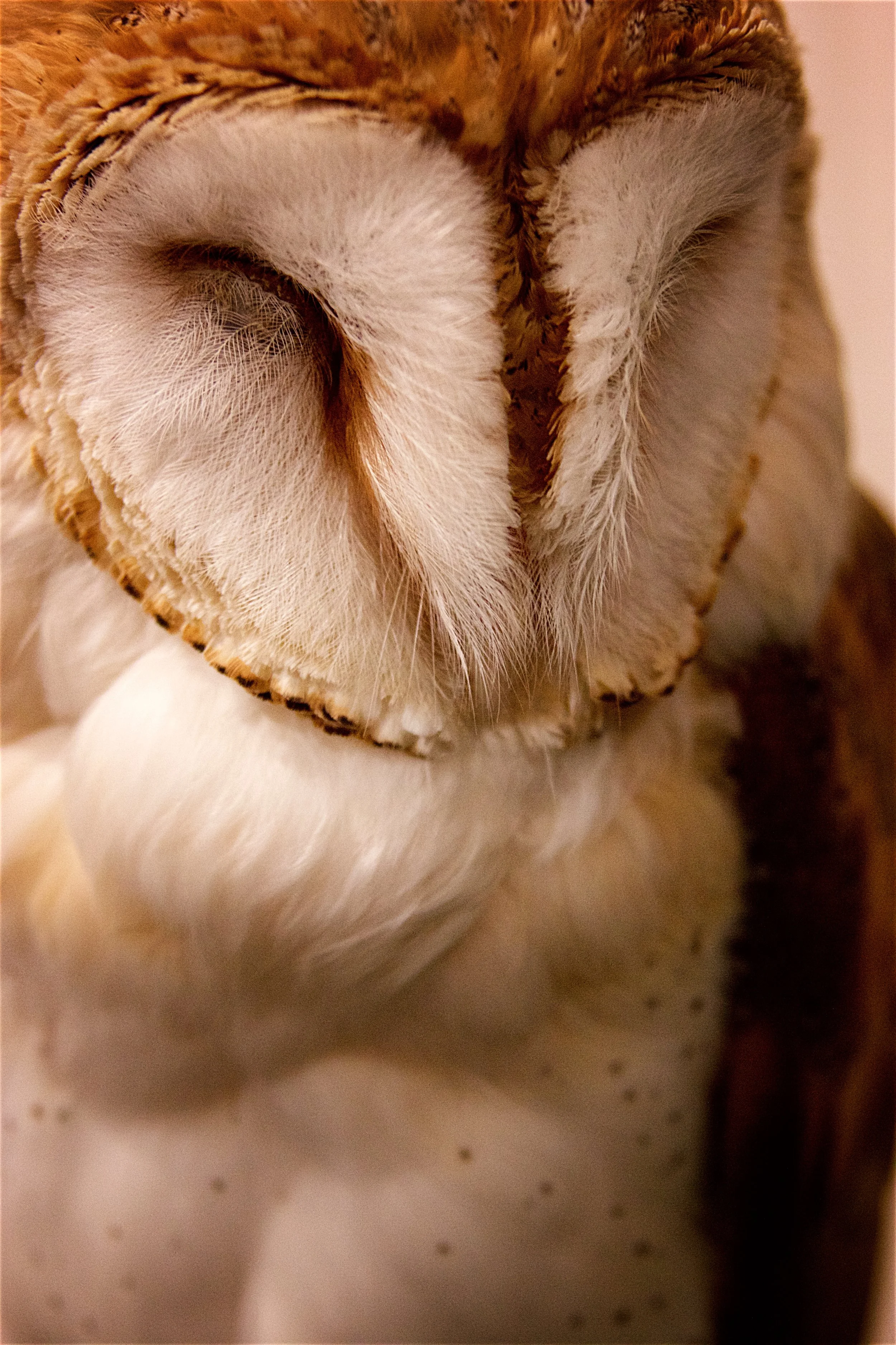 Owl in Meditation - Tokyo, Japan