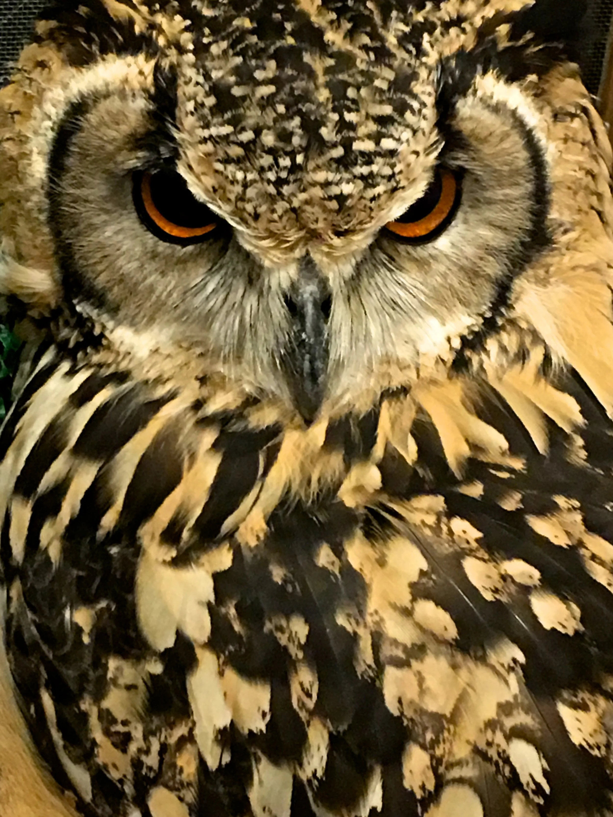 The Owl Stare - Tokyo, Japan