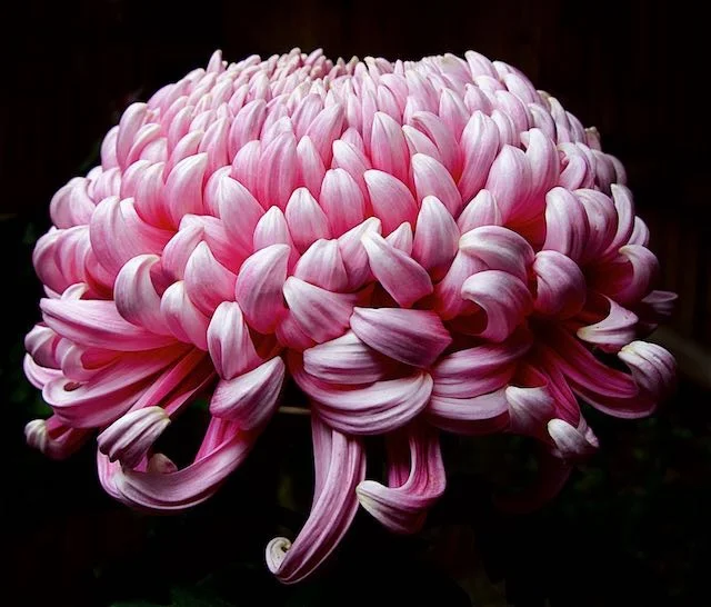 Chrysanthemum in Pink - Tokyo, Japan