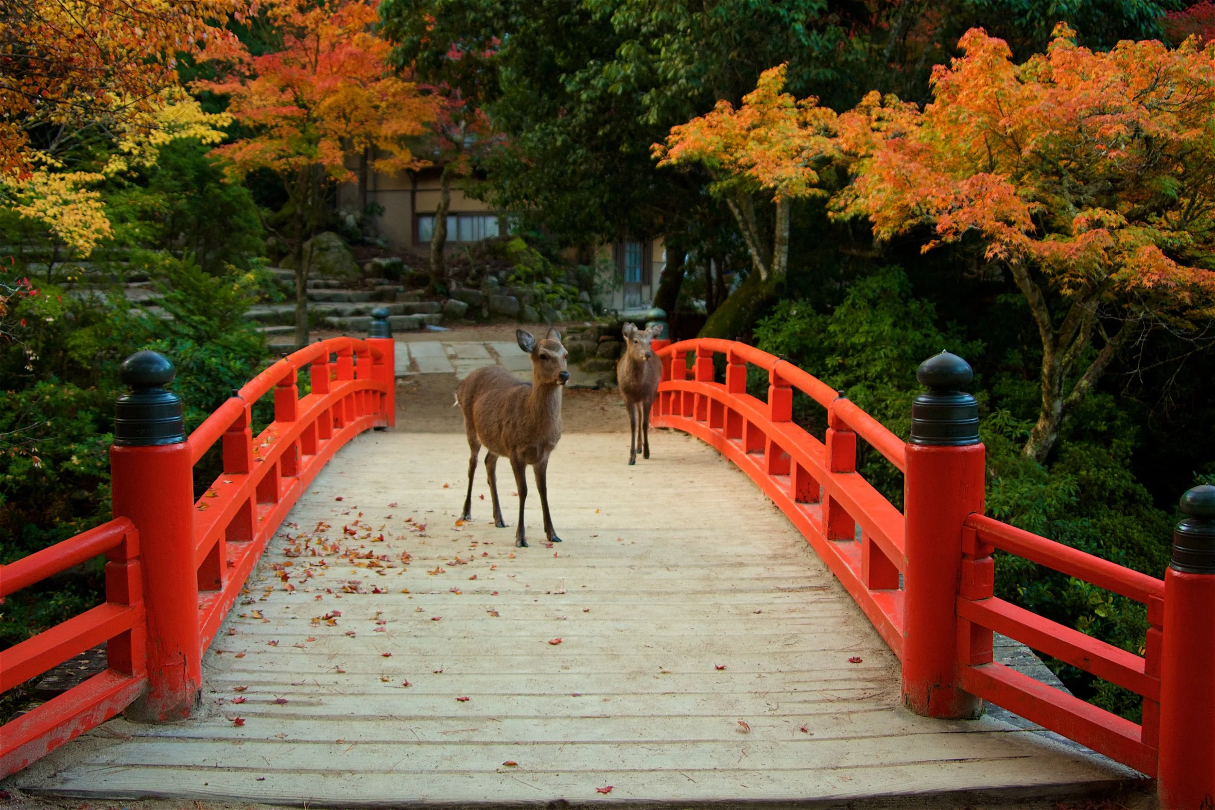 Deer Crossing - Miyajima Island, Japan