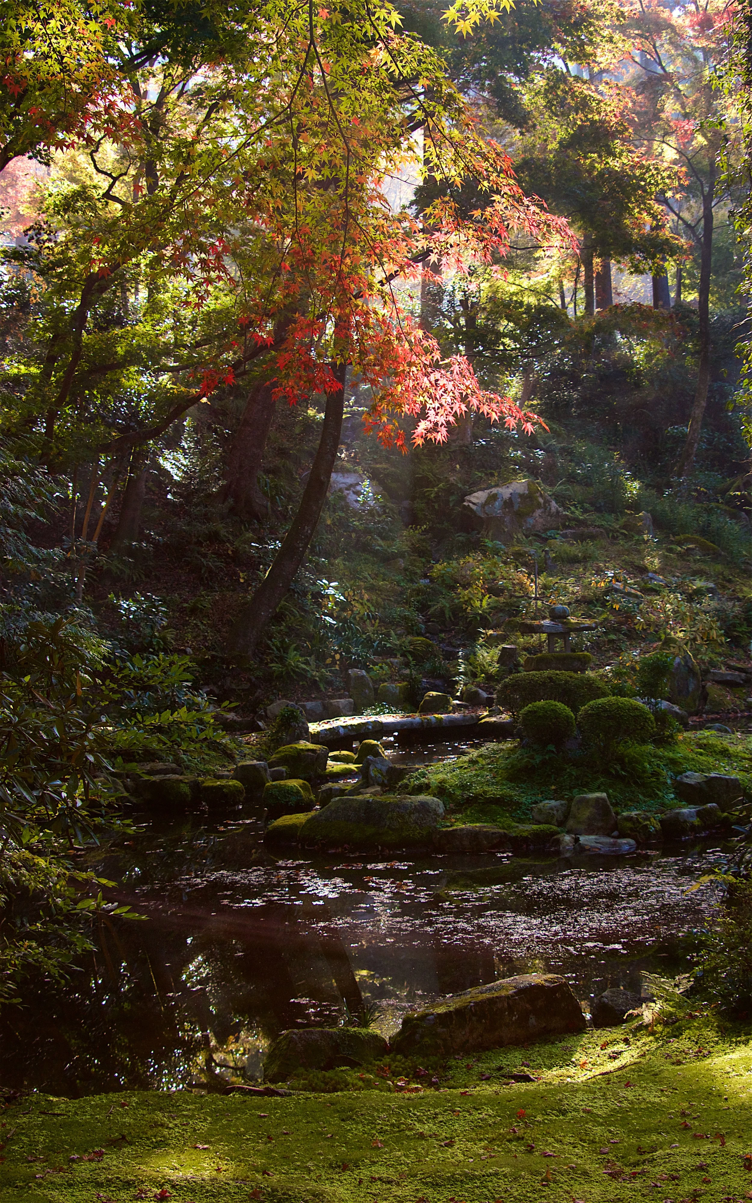 Woodland Light - Kyoto, Japan