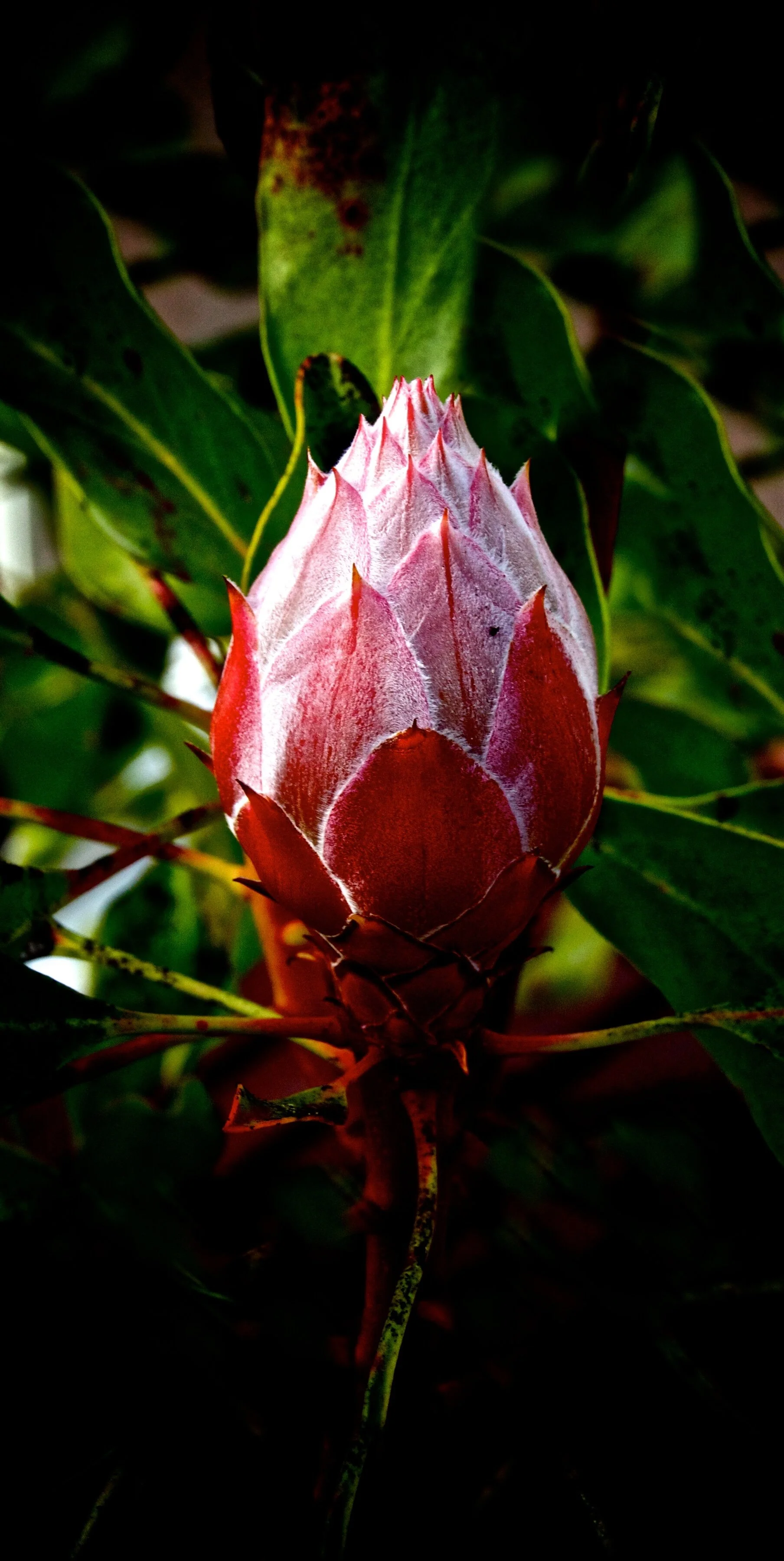 _MG_0306 - Version 2.jpg