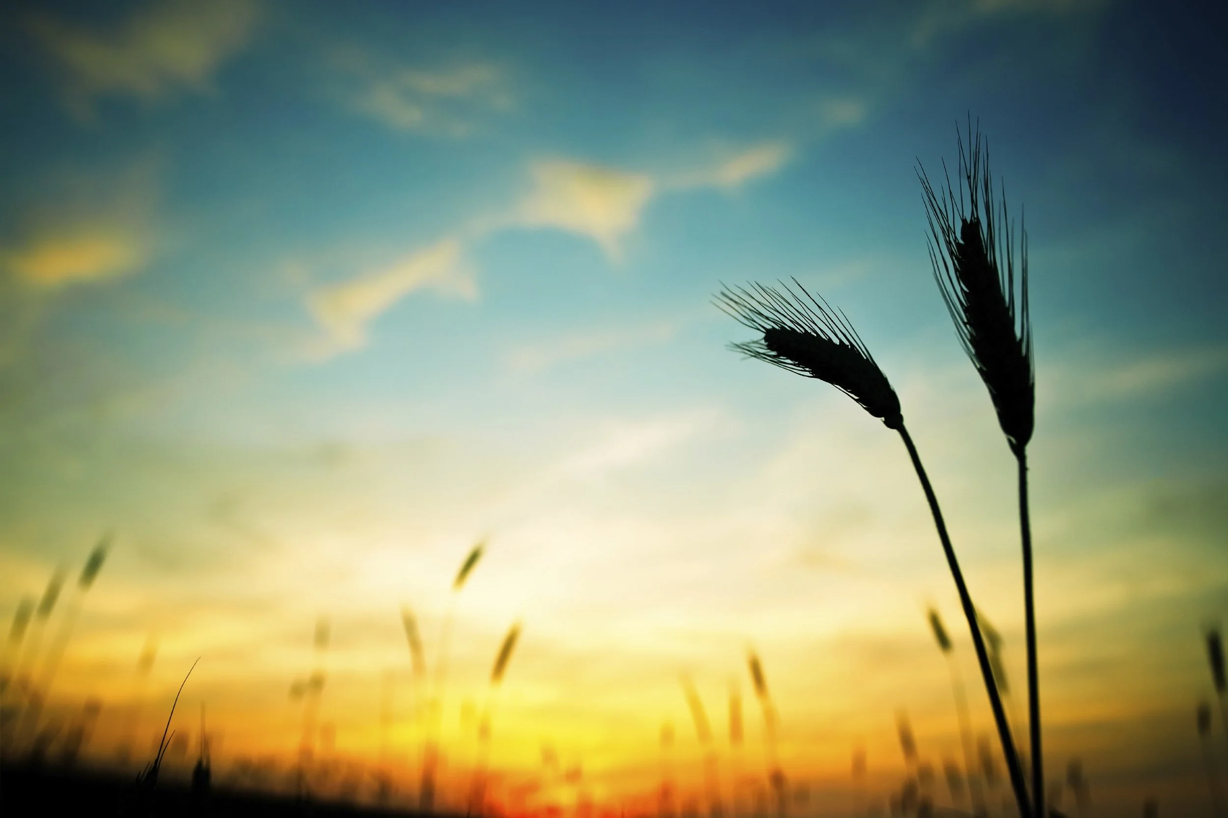 wheat-finalLarge1-e1340311036896.jpg