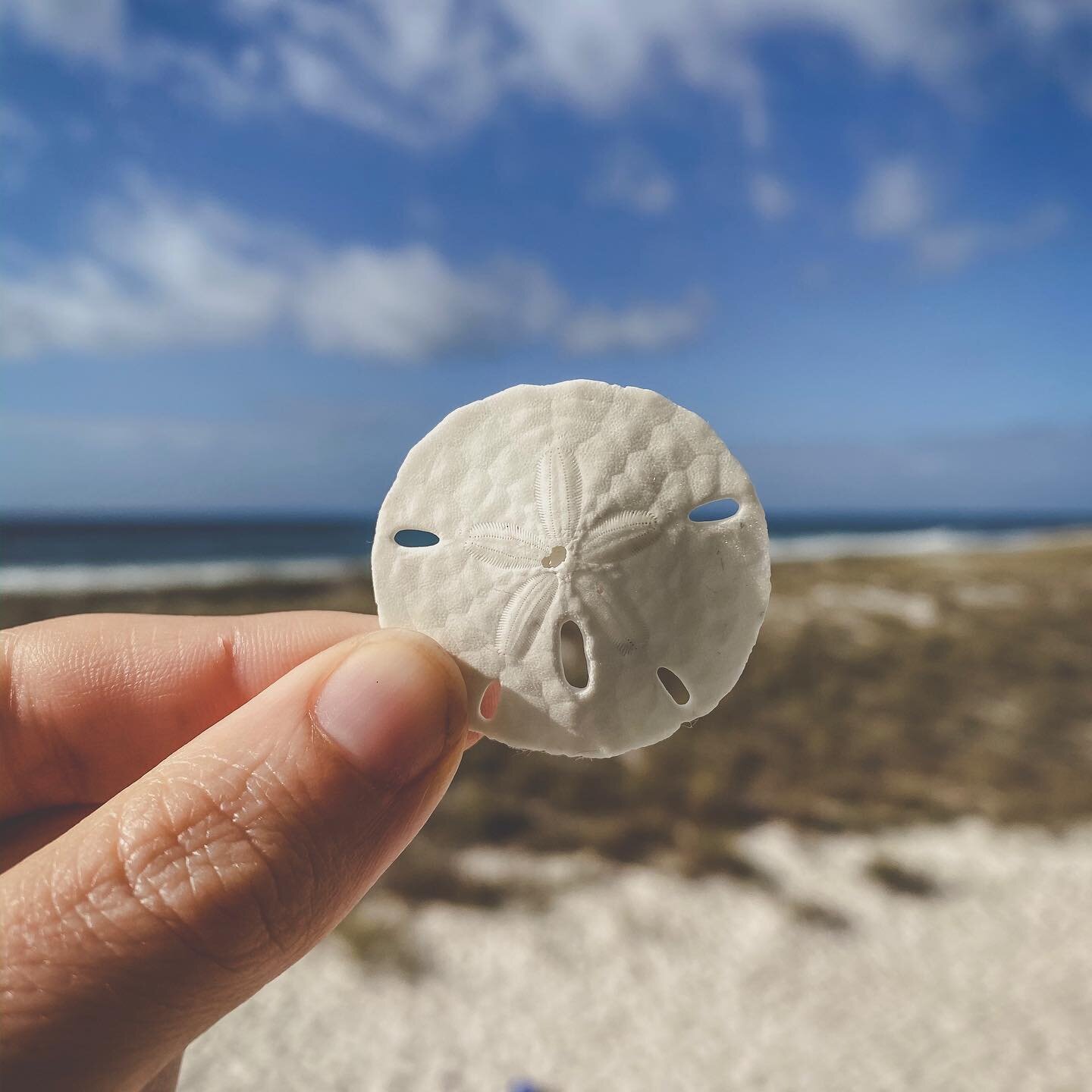 The sand dollar.  Perfectly created amidst the gulf waters. Waters that are a part of oceans that are largely unexplored. Somehow, as if by magic, this tiny little creature is formed and survives amidst endless amounts of beautiful shells. Shells tha