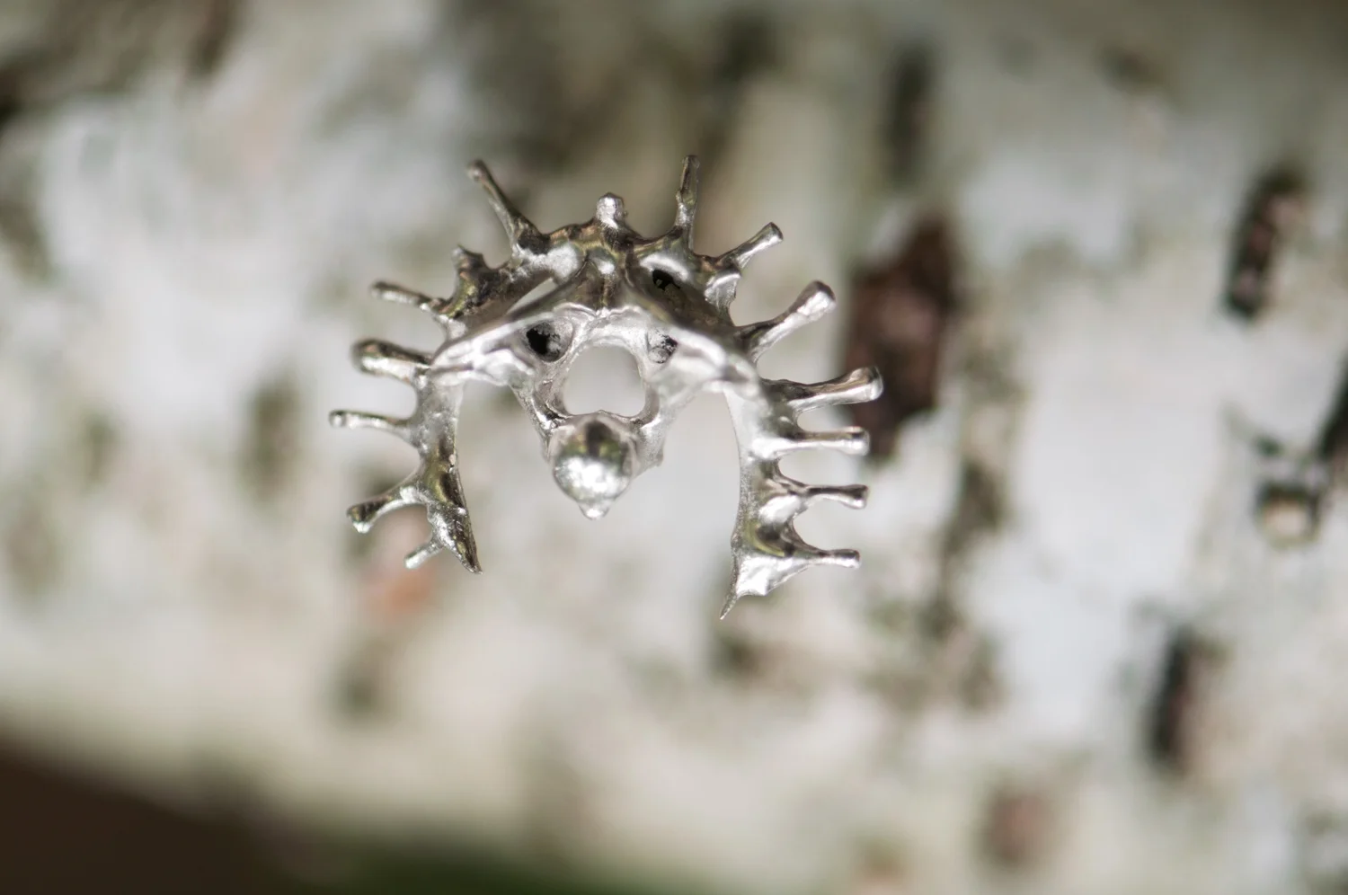 MT_VERTEB_EAR_REF_OUTDOOR_001_0109.jpg