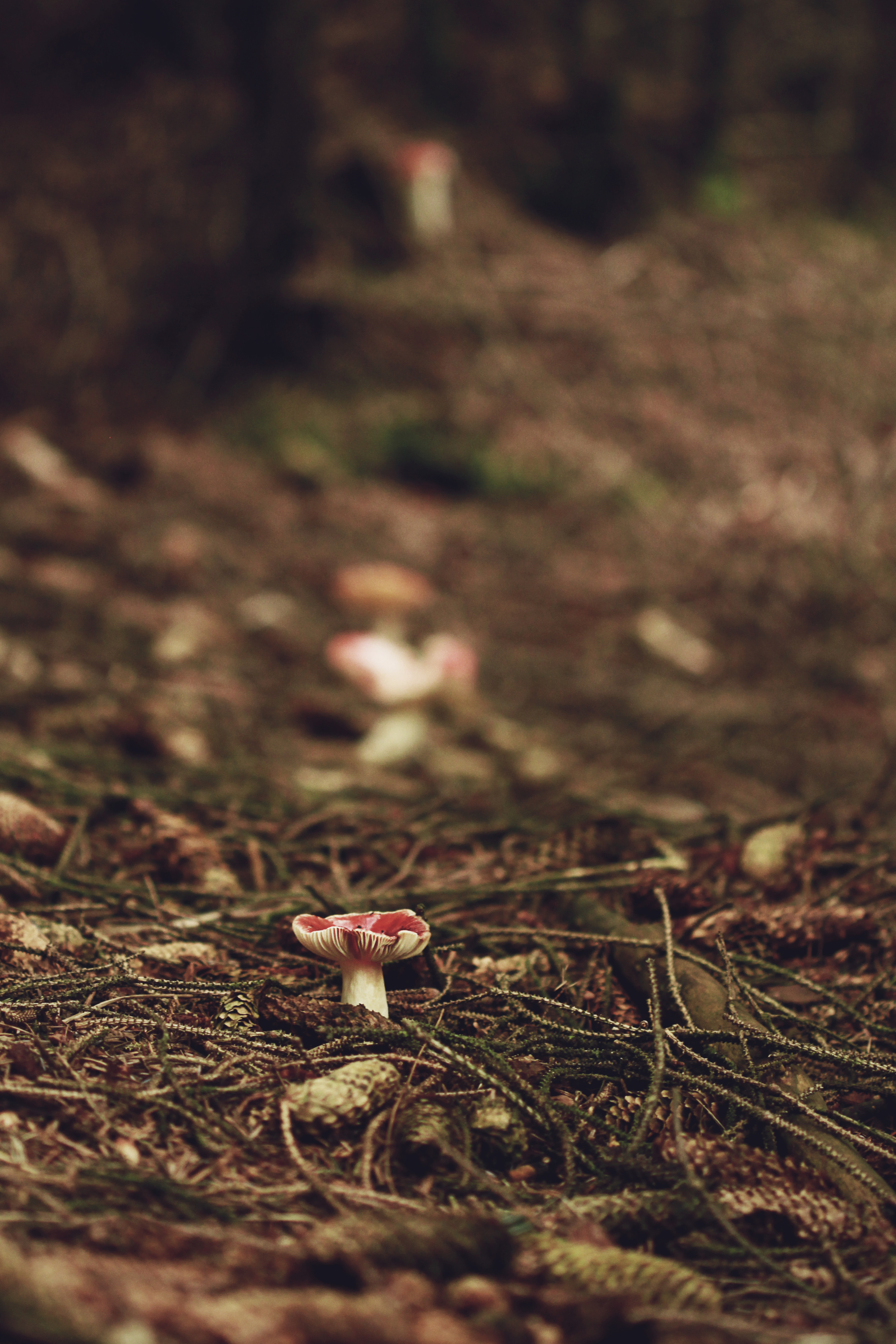 _MG_1653_crop.jpg