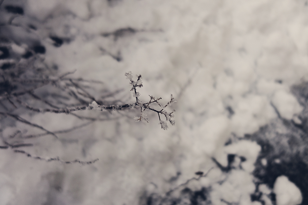 _DSC8558_CC.jpg