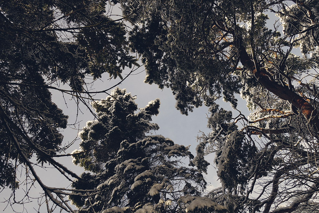 _DSC8630_CC.jpg