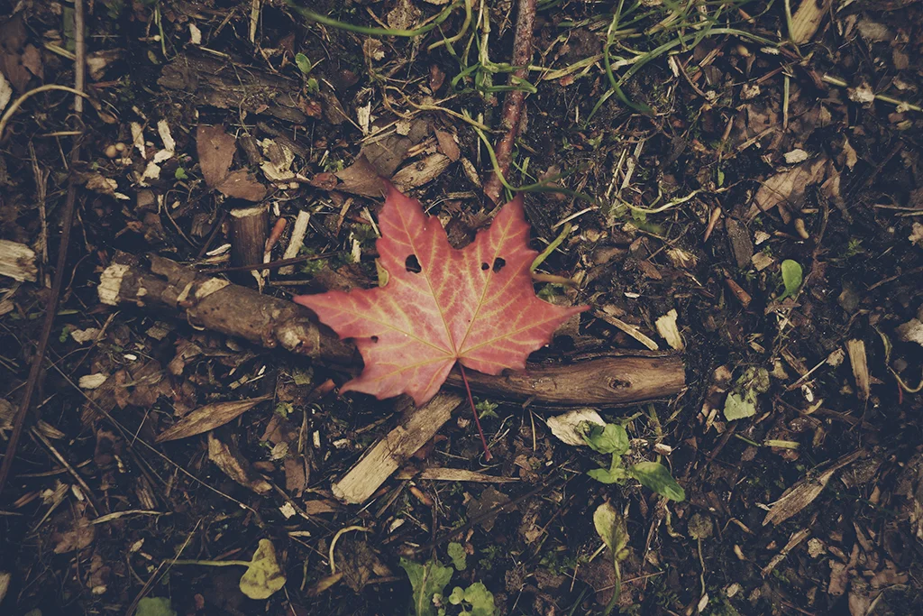 _DSC9135_CC.jpg