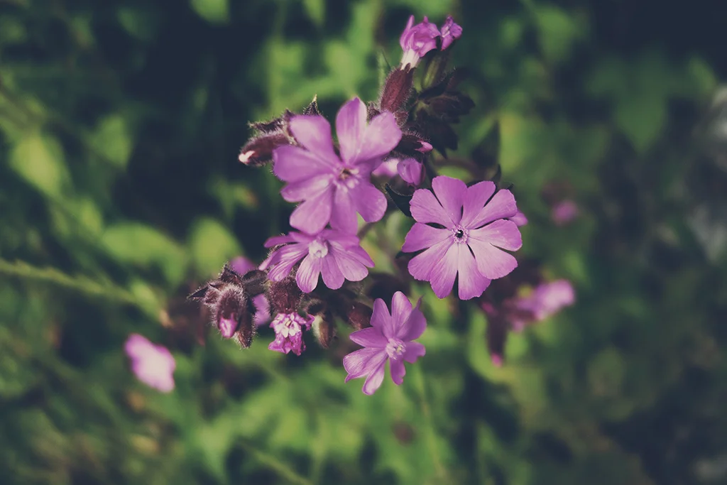 _DSC9098_CC.jpg