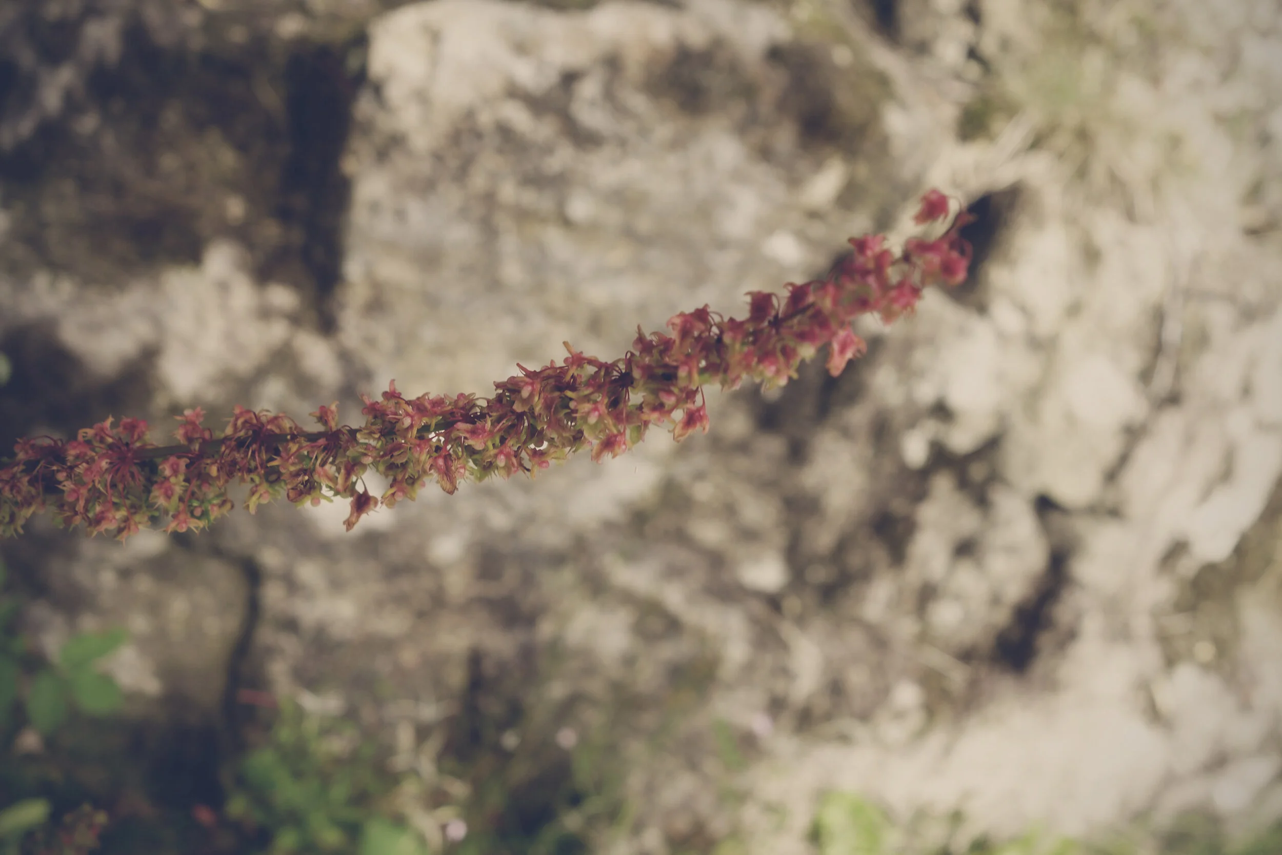 _DSC0487_cc.jpg