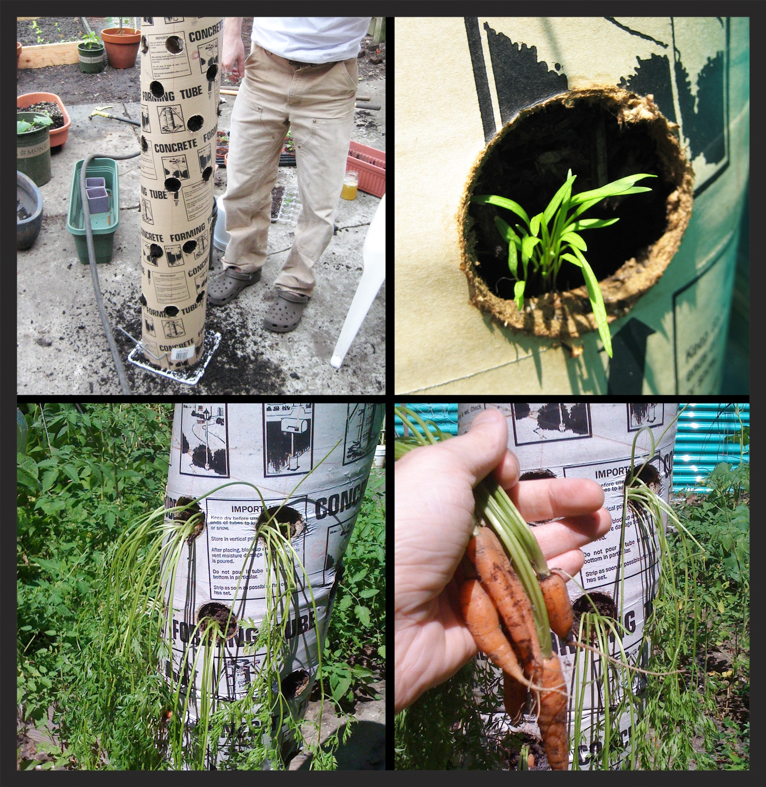 I ran this vertical gardening experiment in my Brooklyn backyard and was able to eventually grow over 50 carrots in the space and soil normally required to produce 4 carrots.