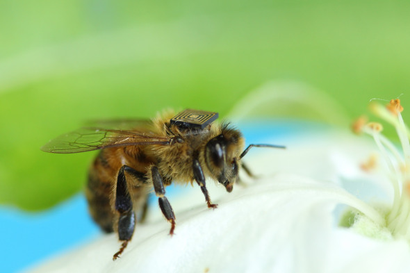 <a href="http://csironewsblog.com/2014/01/15/tiny-technology-creates-a-buzz/" target="_blank">link</a>