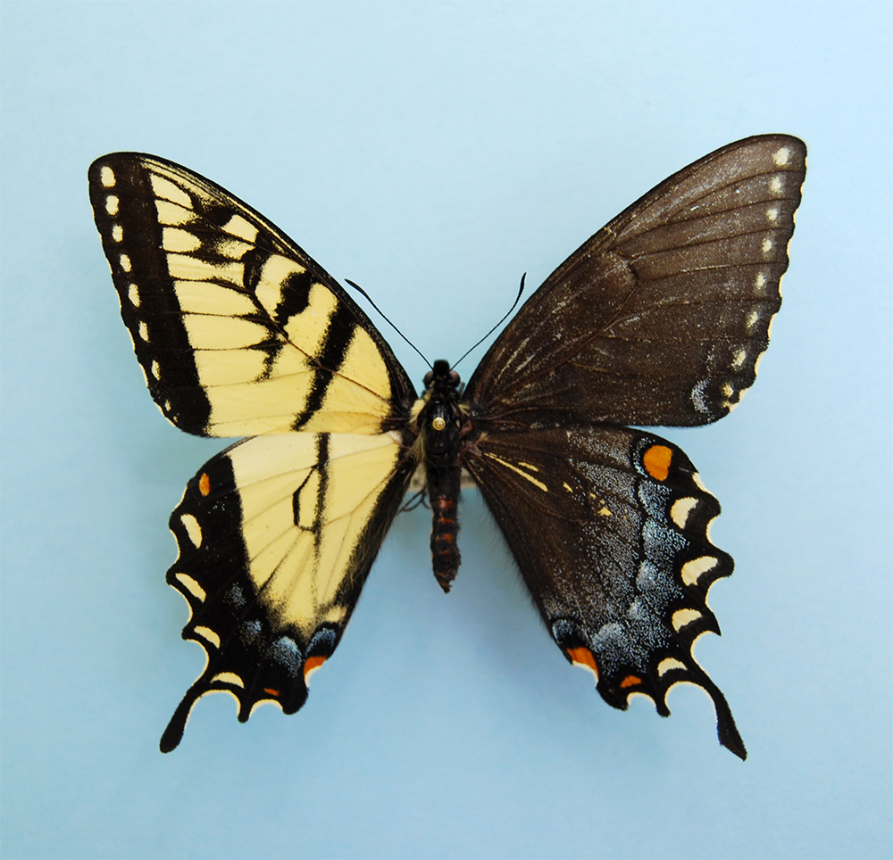 <a href=" http://www.thisiscolossal.com/2014/04/spectacular-genetic-anomaly-results-in-butterflies-with-male-and-female-wings/ " target="_blank">link</a>