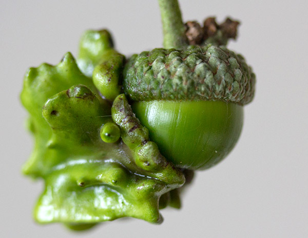 <a href=" http://www.notcot.com/archives/2013/08/gall-wasp.php " target="_blank">link</a>