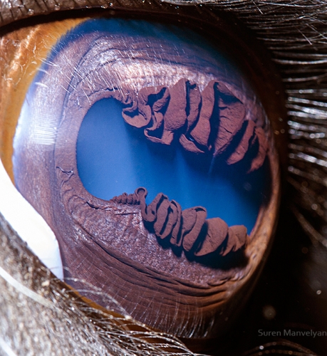 <a href=" http://www.wired.com/2013/05/suren-manvelyan-animal-eyes/ " target="_blank">link</a>
