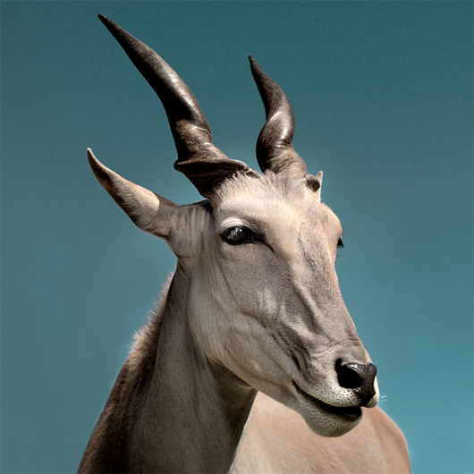<a href=" http://theinspirationgrid.com/noble-animals-photography-by-david-boni/ " target="_blank">link</a>